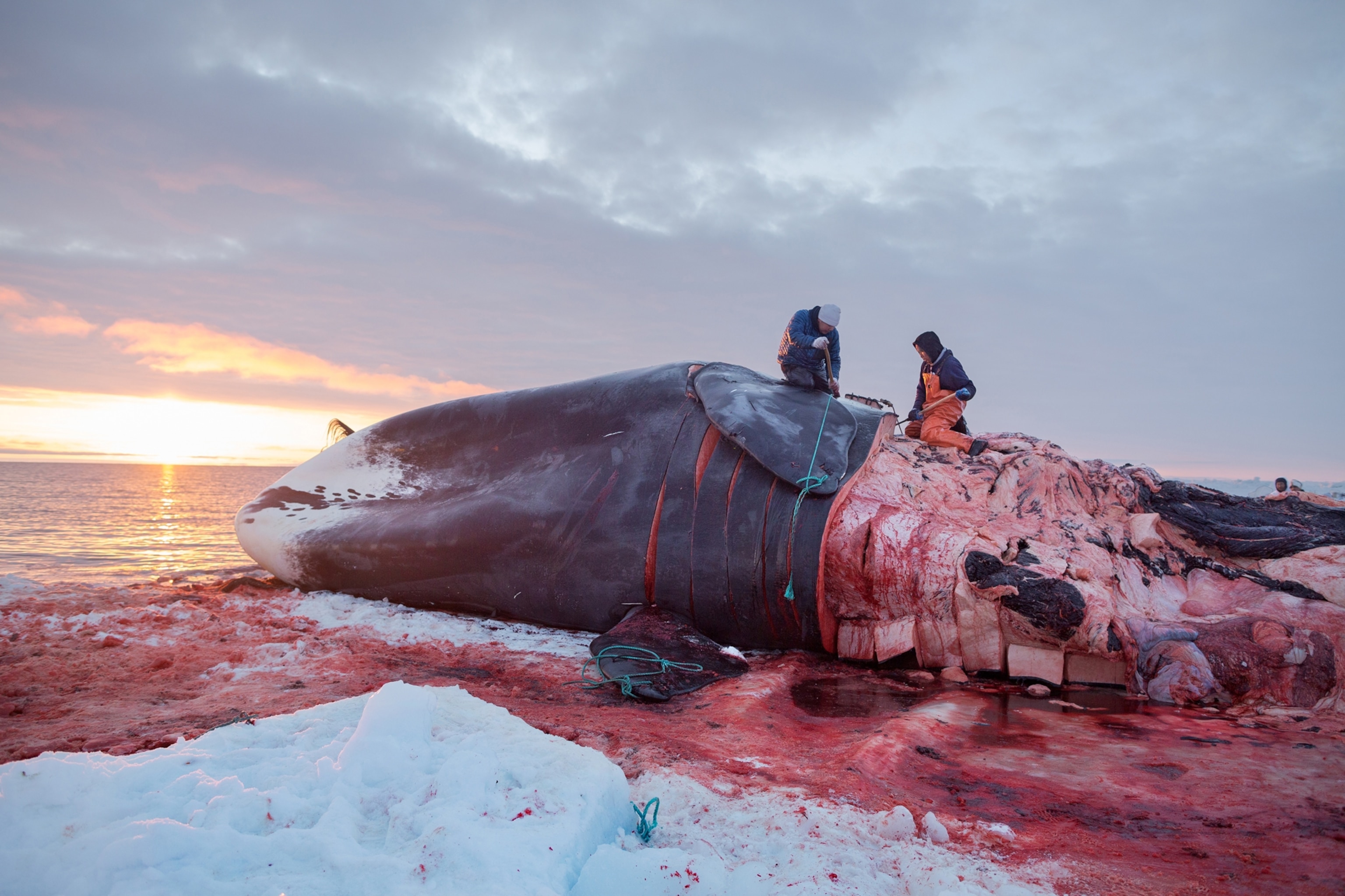 two people butchering a whale corpse.