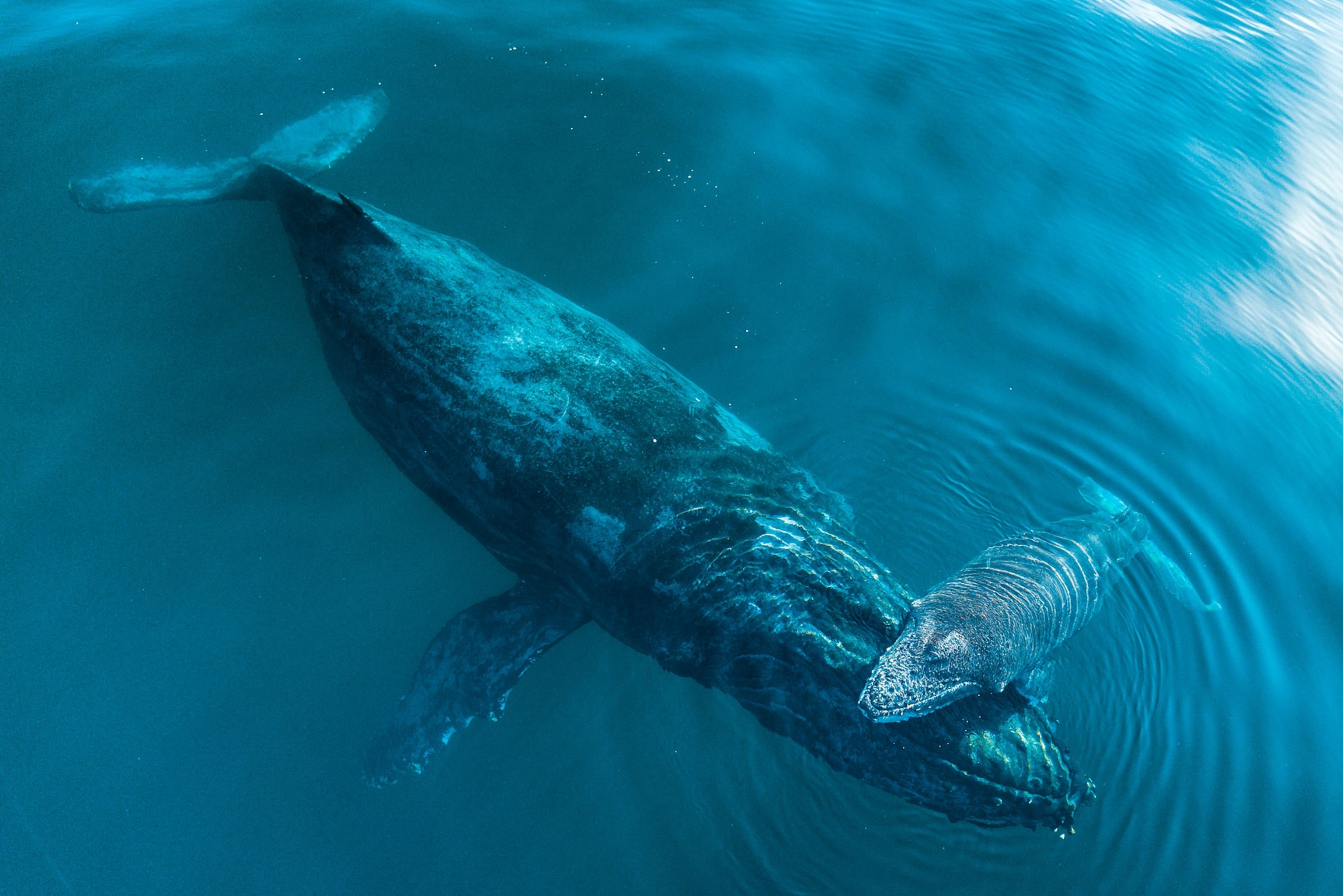 A mother humpback whale supports it's calf near the surface while they sleep in calm, crystal clear, ocean waters.