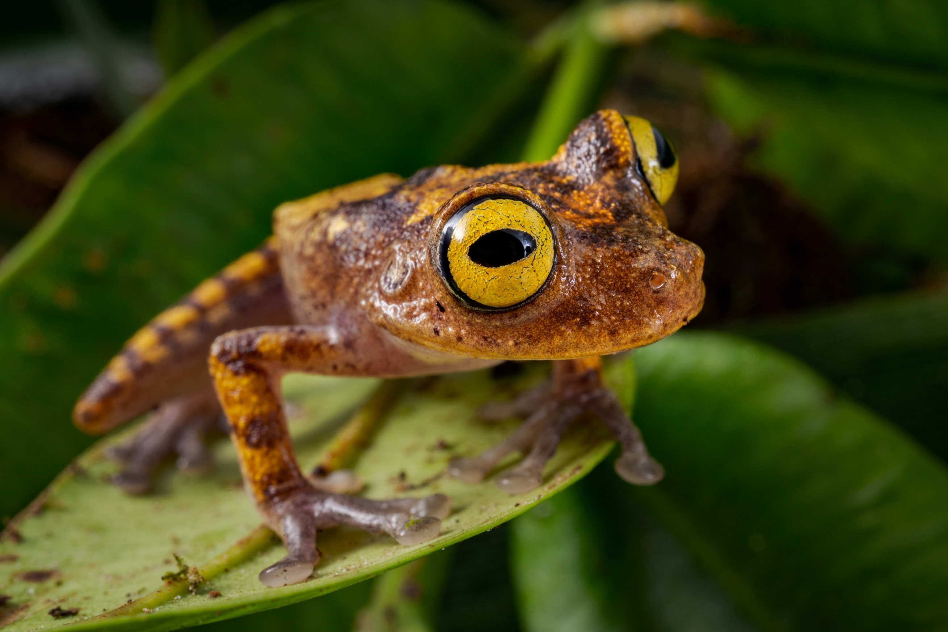 Picture of tree frog.