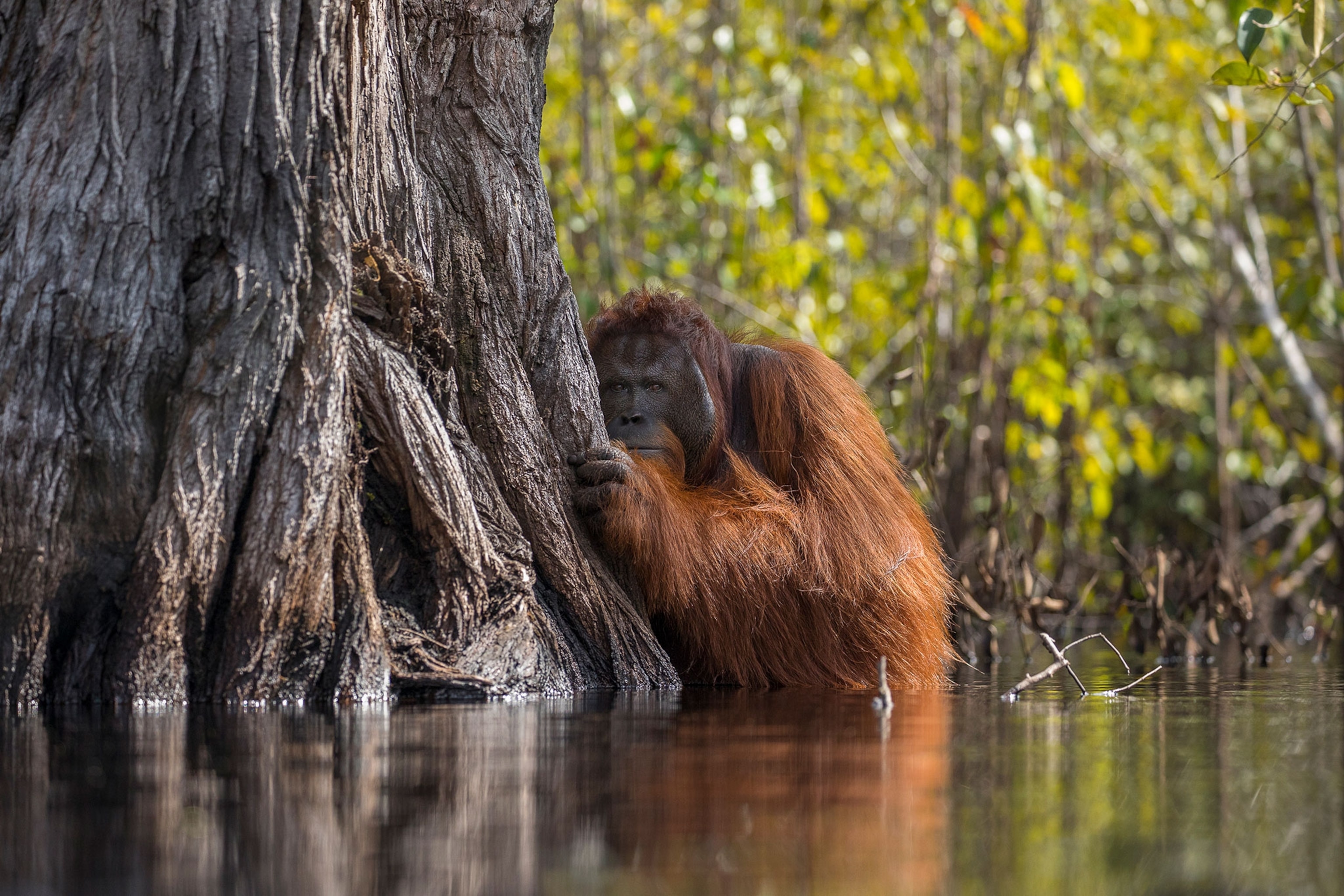 a orangutan