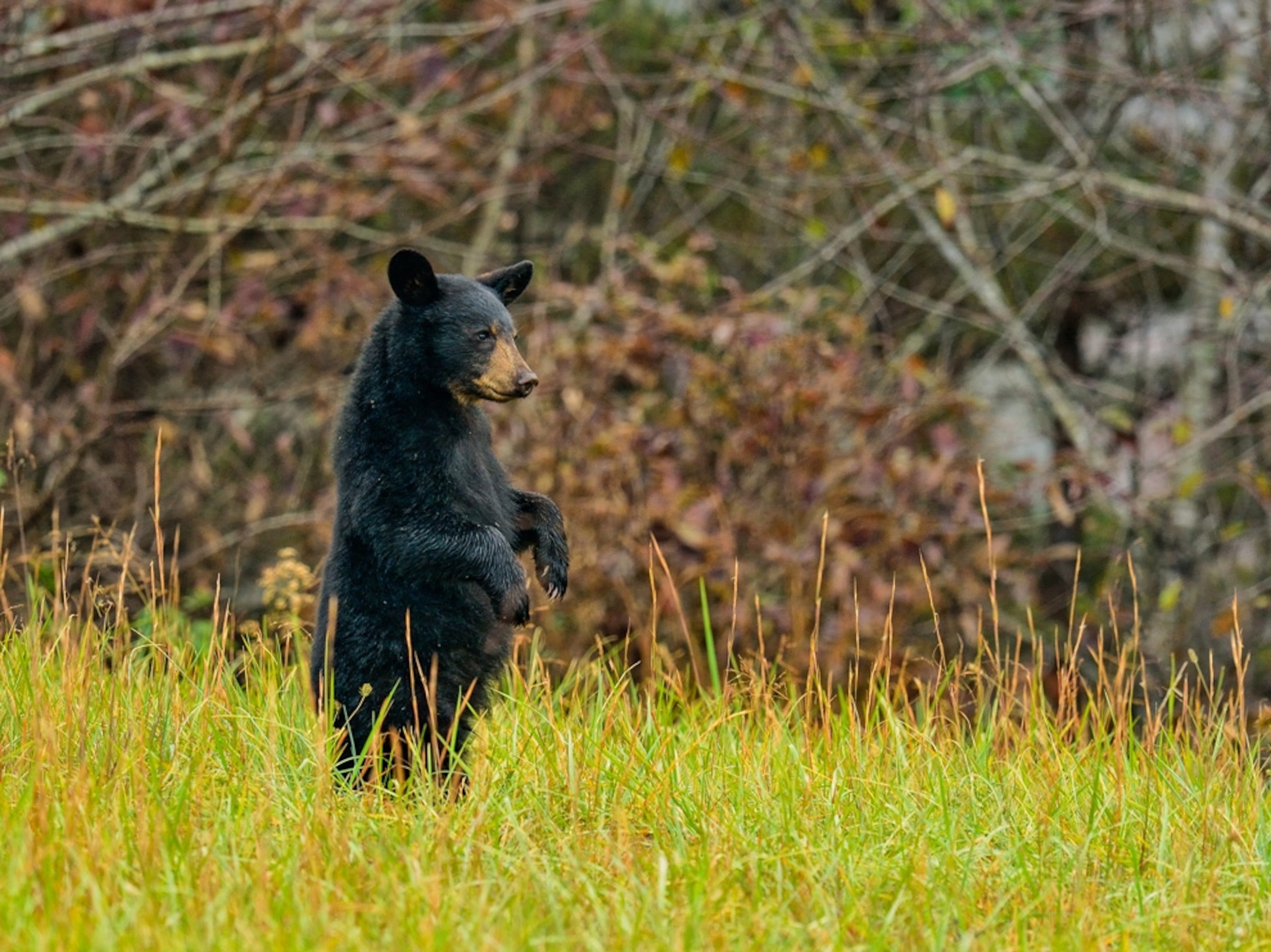 black bear on hind legs, Great Smoky Mountains National Park