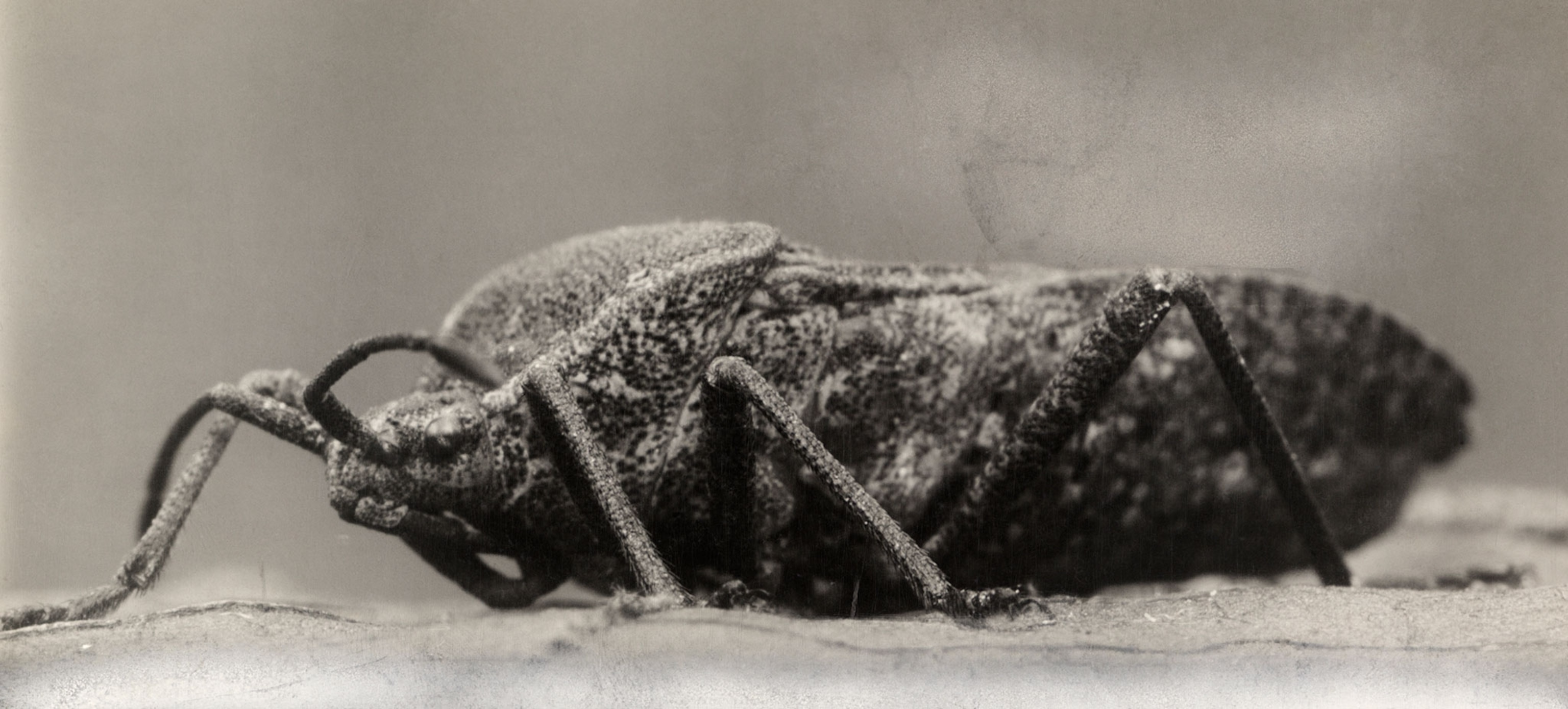 a squash bug