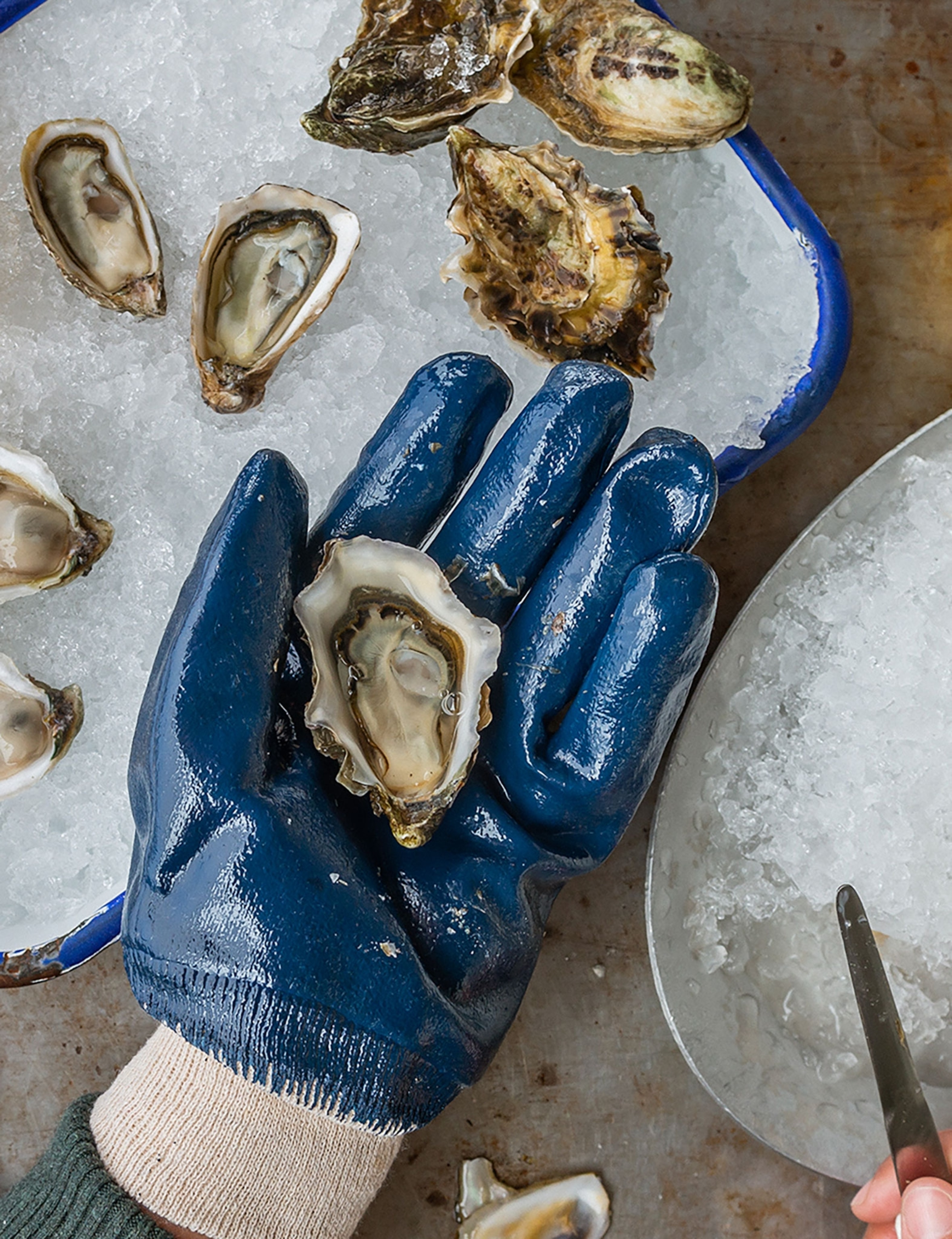A hand wearing a thick blue glove holding a shucked oyster