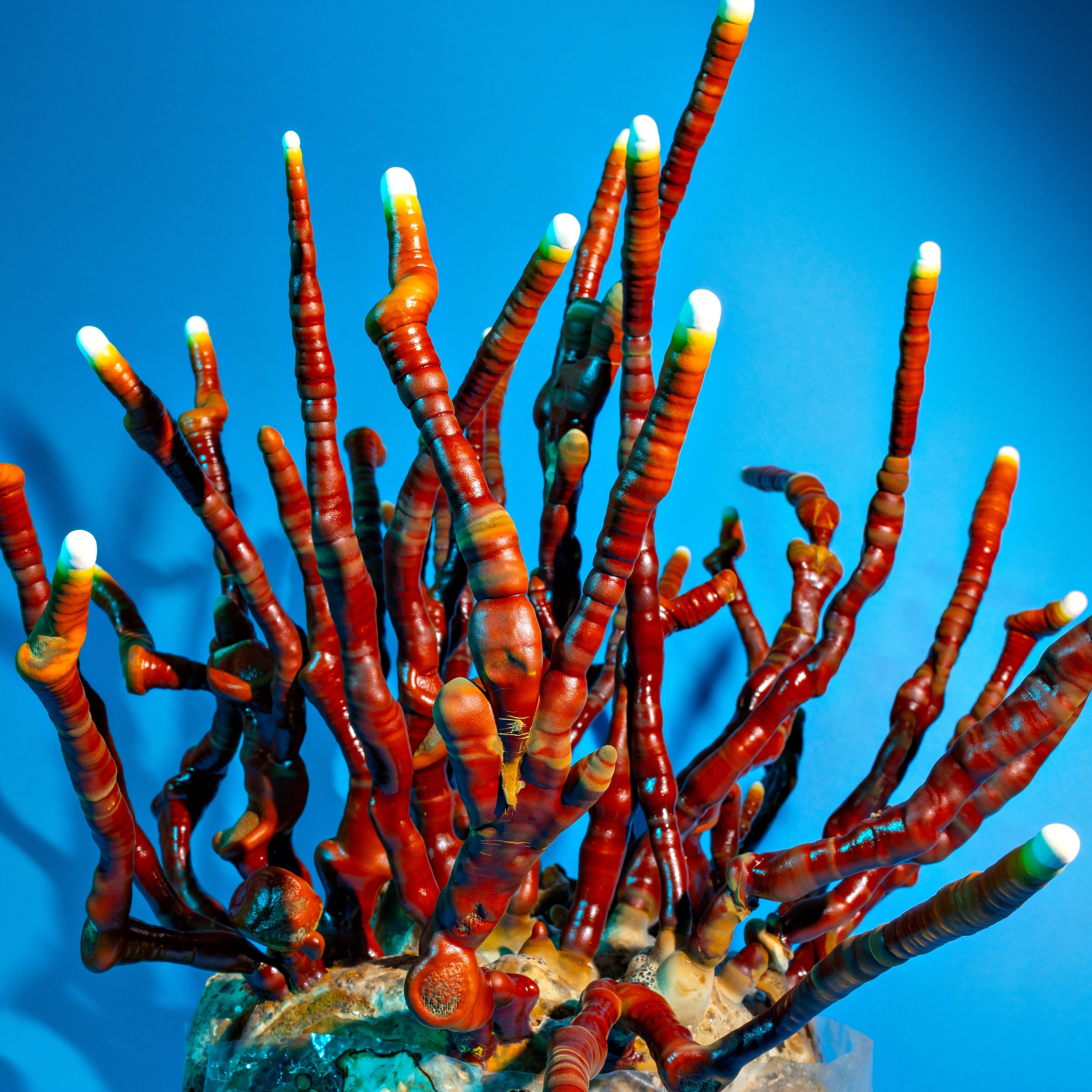 Looking like a branch of red coral with white tips.