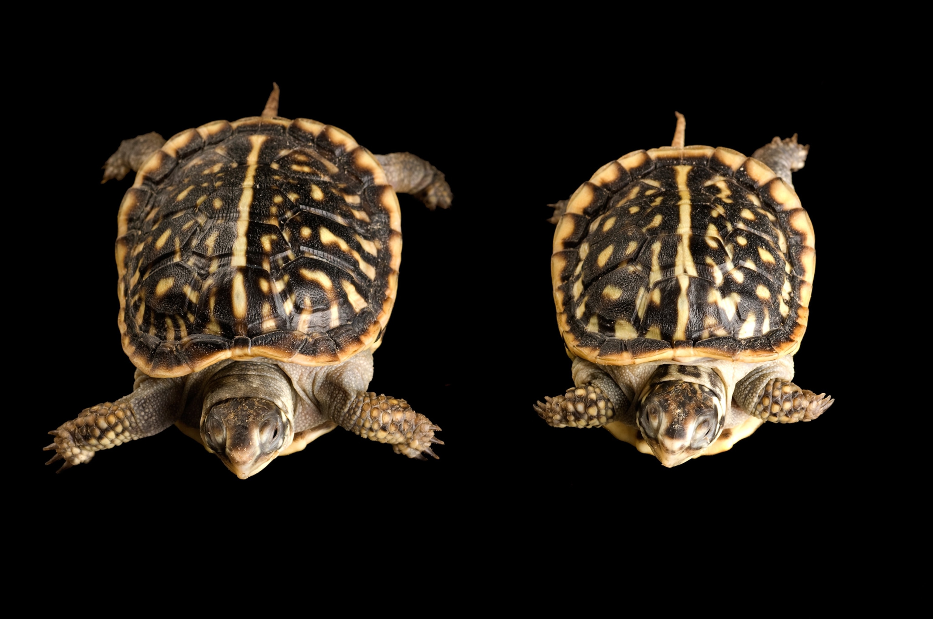 baby ornate box turtles, Terrapene ornata