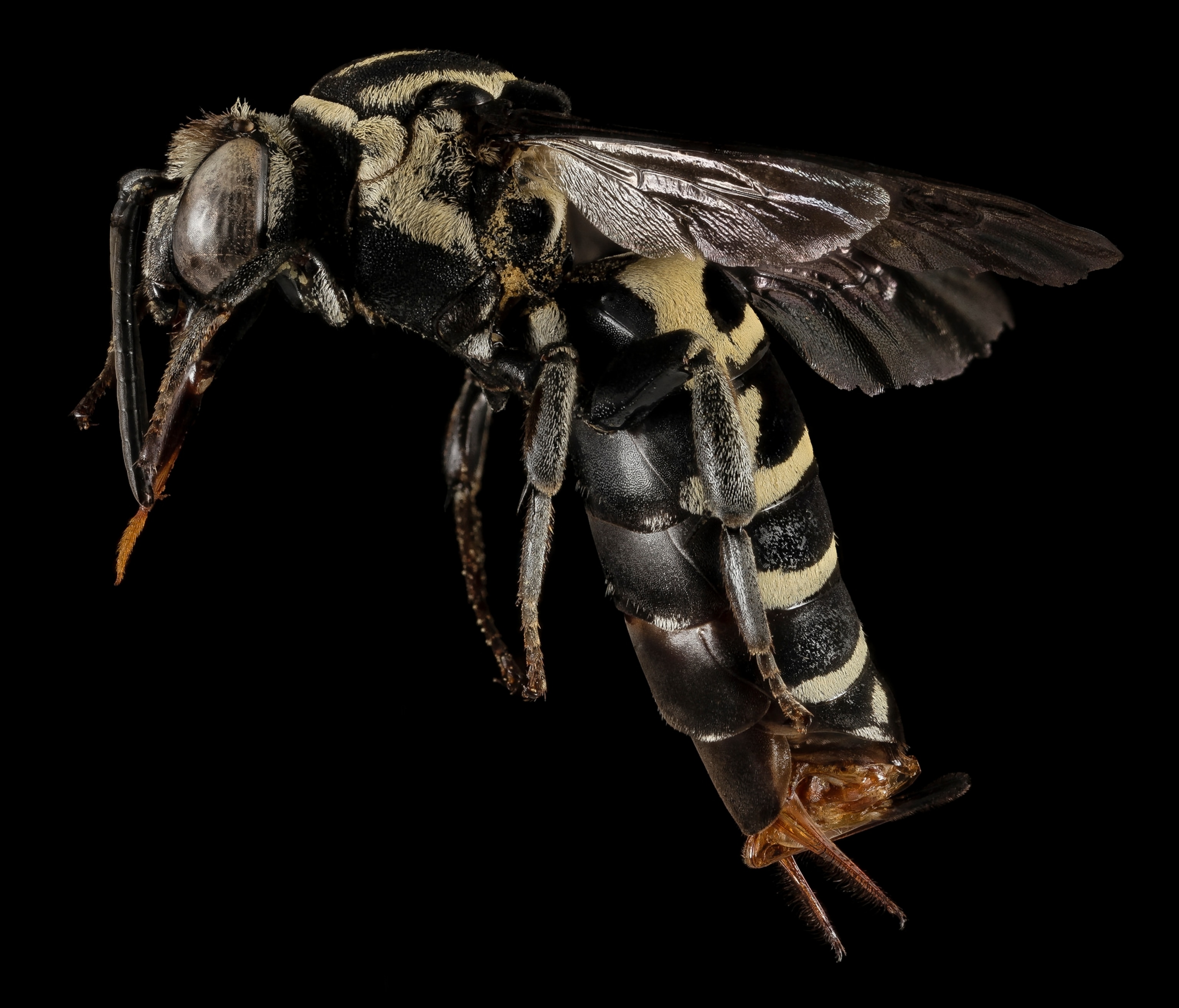 a Triepeolus monardae bee