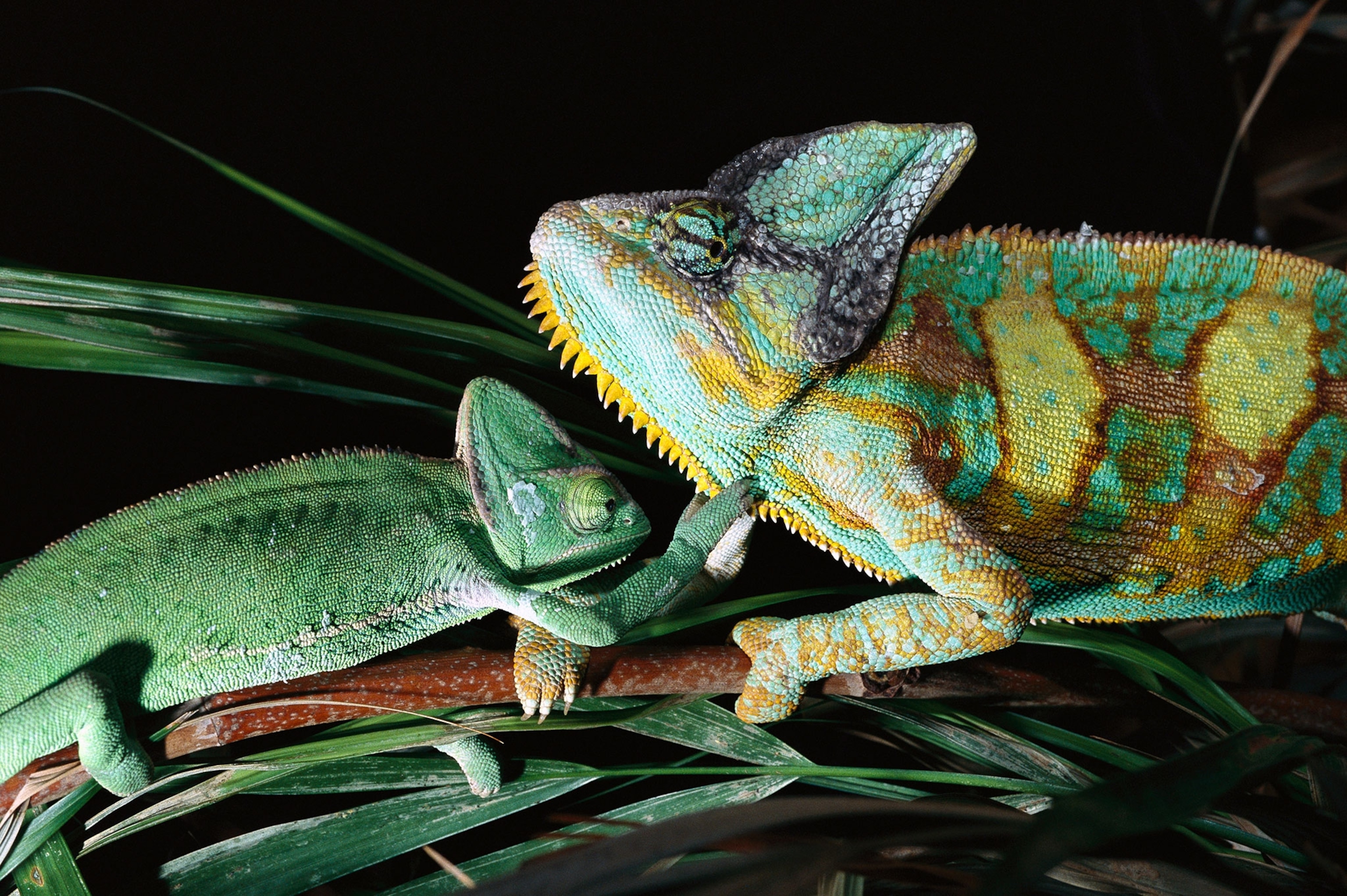 Old-world Chameleons.