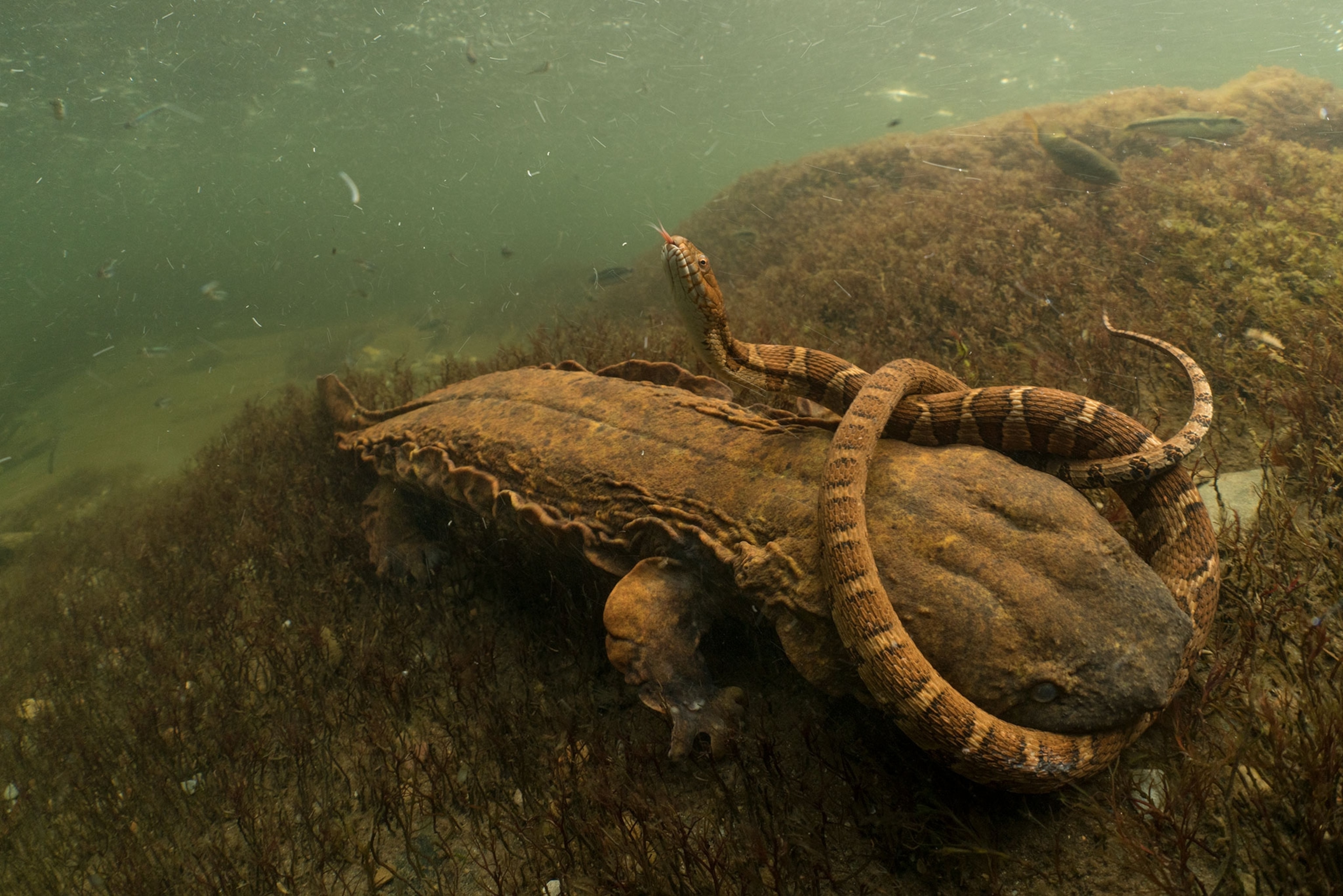 a northern water snake clamped tightly in the jaws of a hungry hellbender