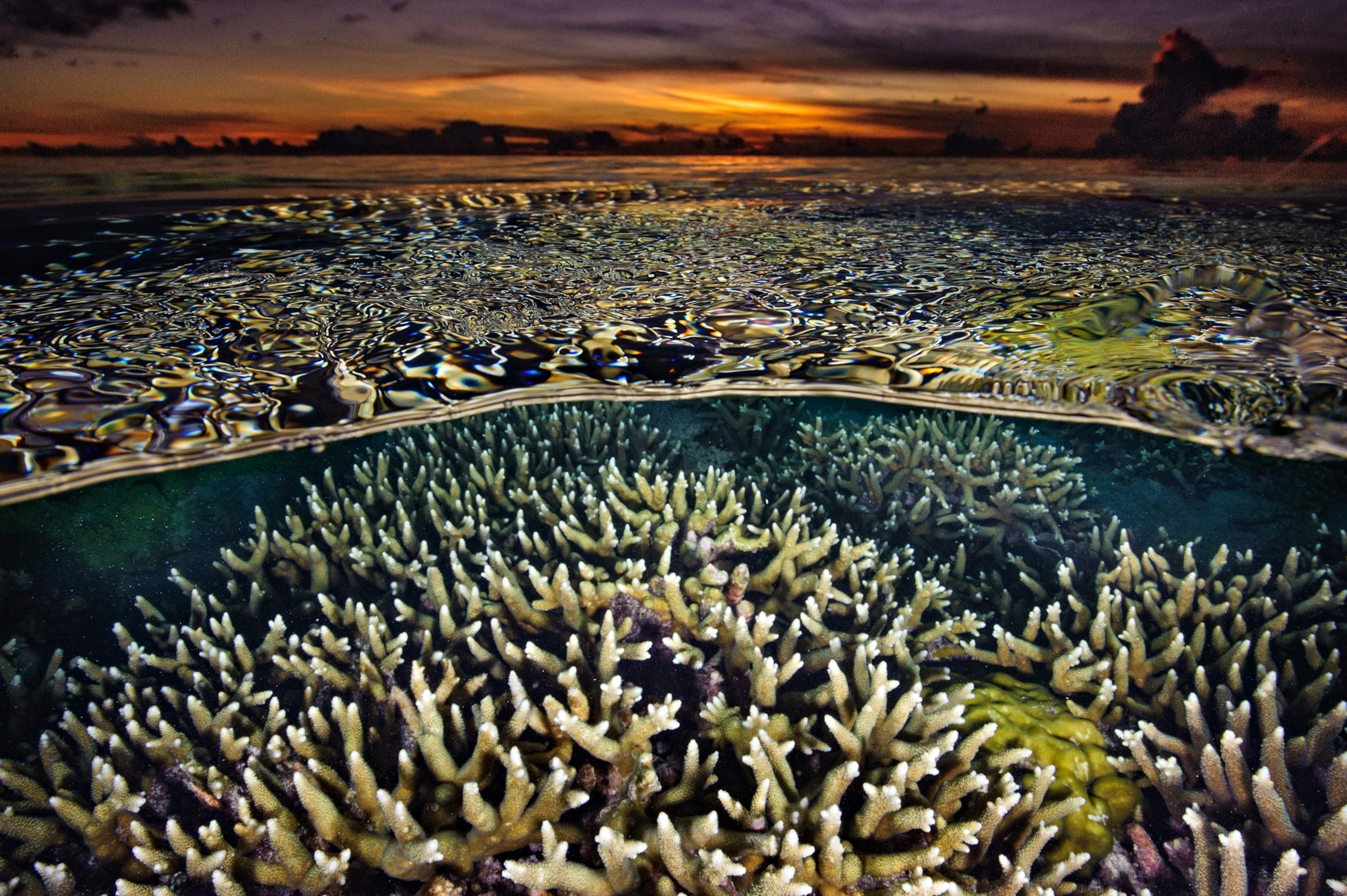 A wide shot of coral reef image.