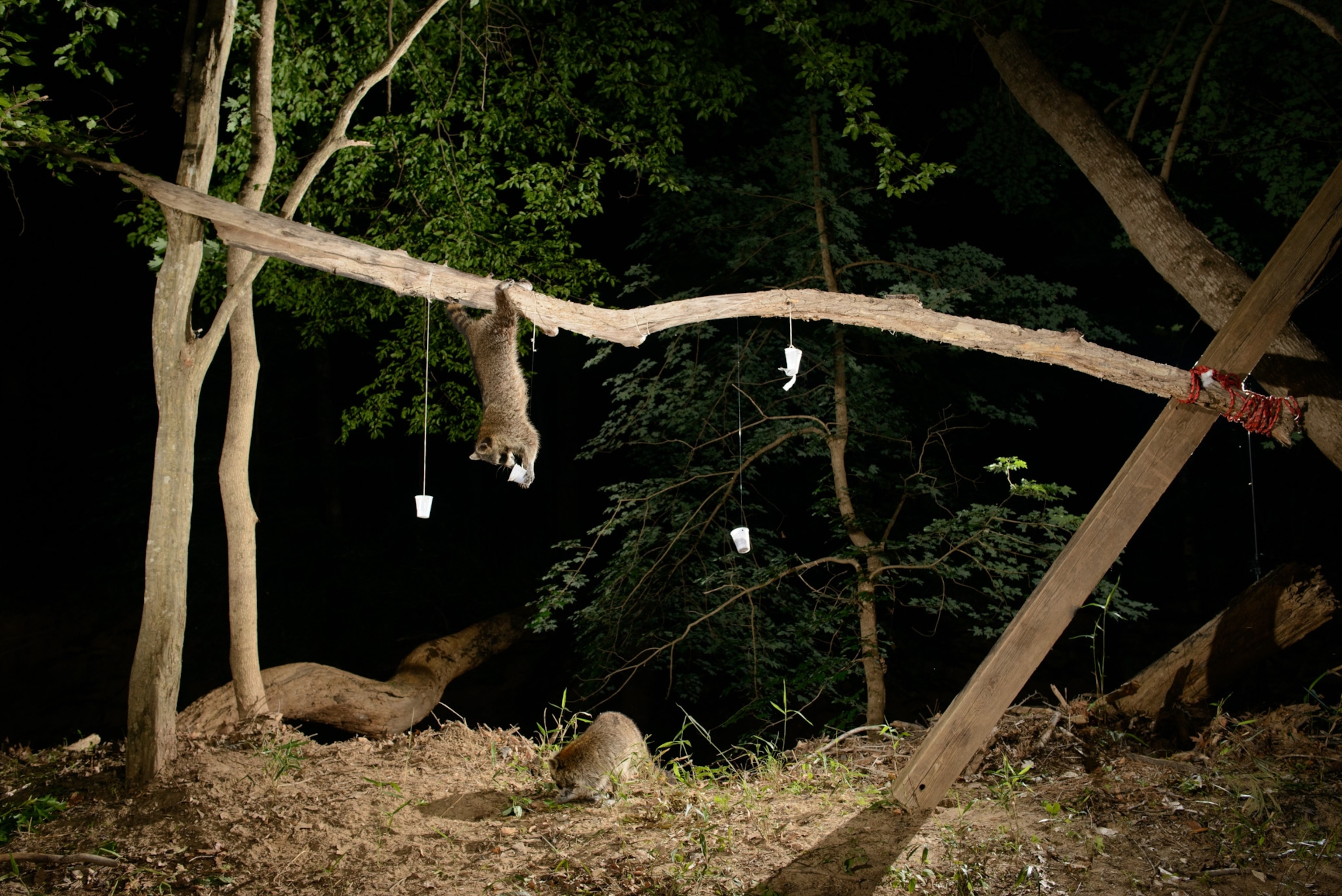 Picture of an experiment designed to study the techniques that a raccoon uses to solve problems
