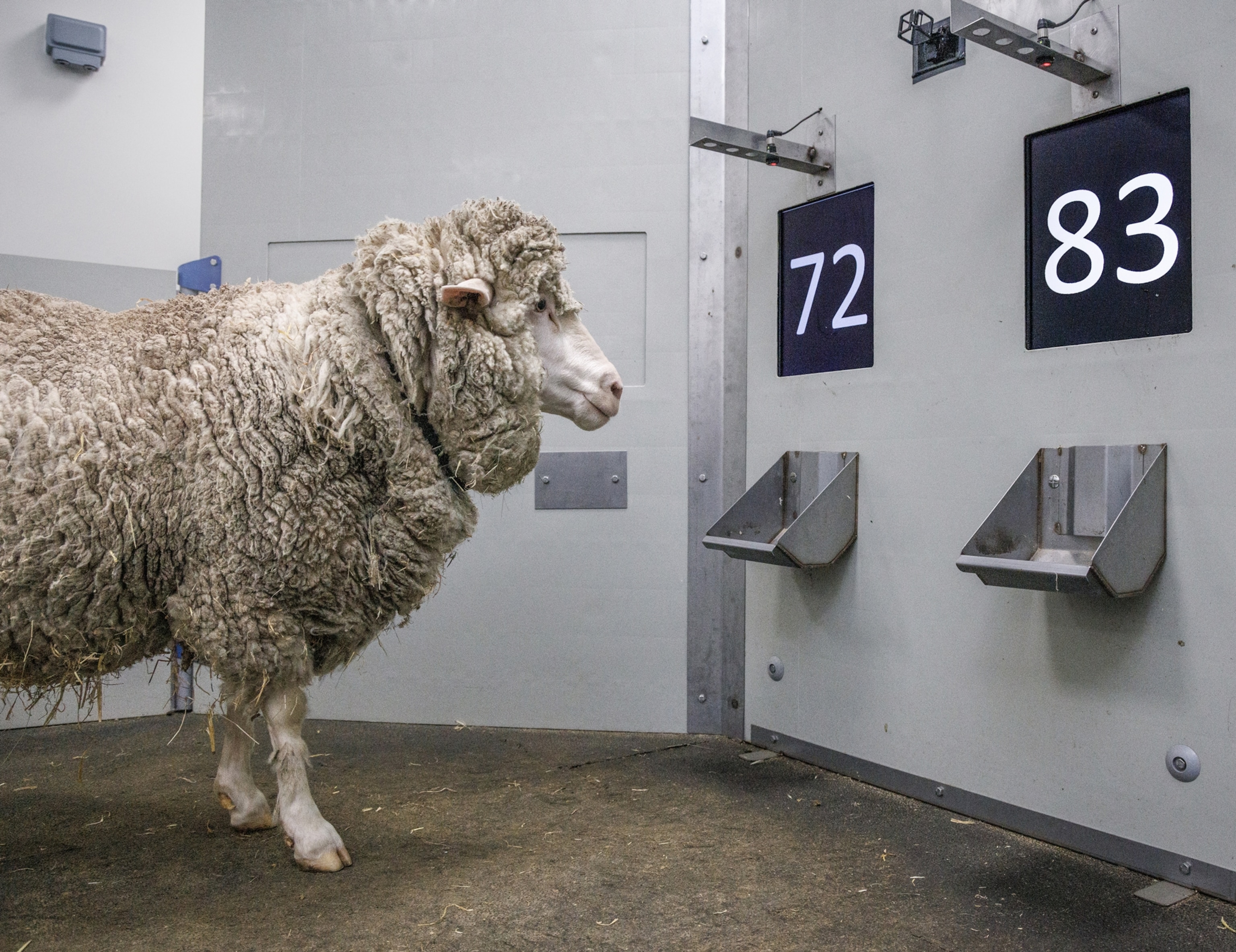 A sheep stares at a wall with two metallic feeding troughs. One with the number eighty three above it and the other seventy two.