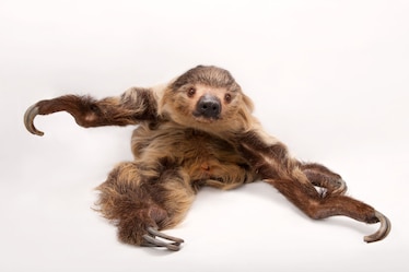 a Hoffman's two-toed-sloth