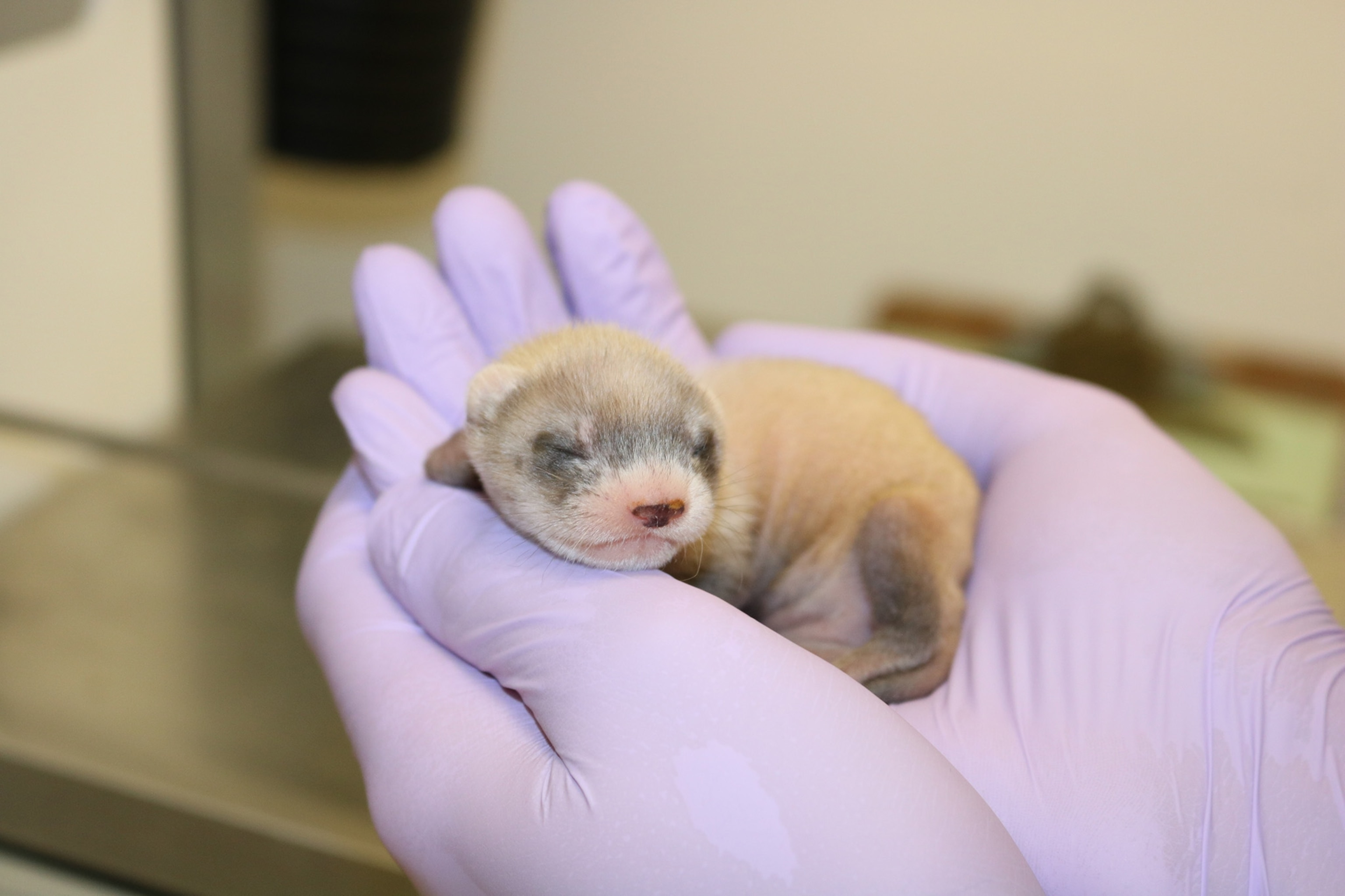 a hand holding a ferret