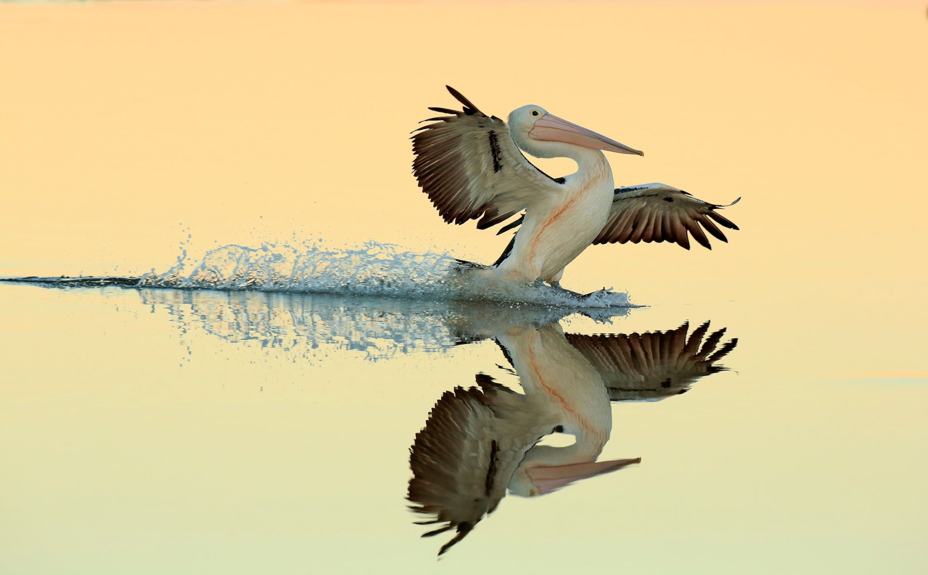 bird