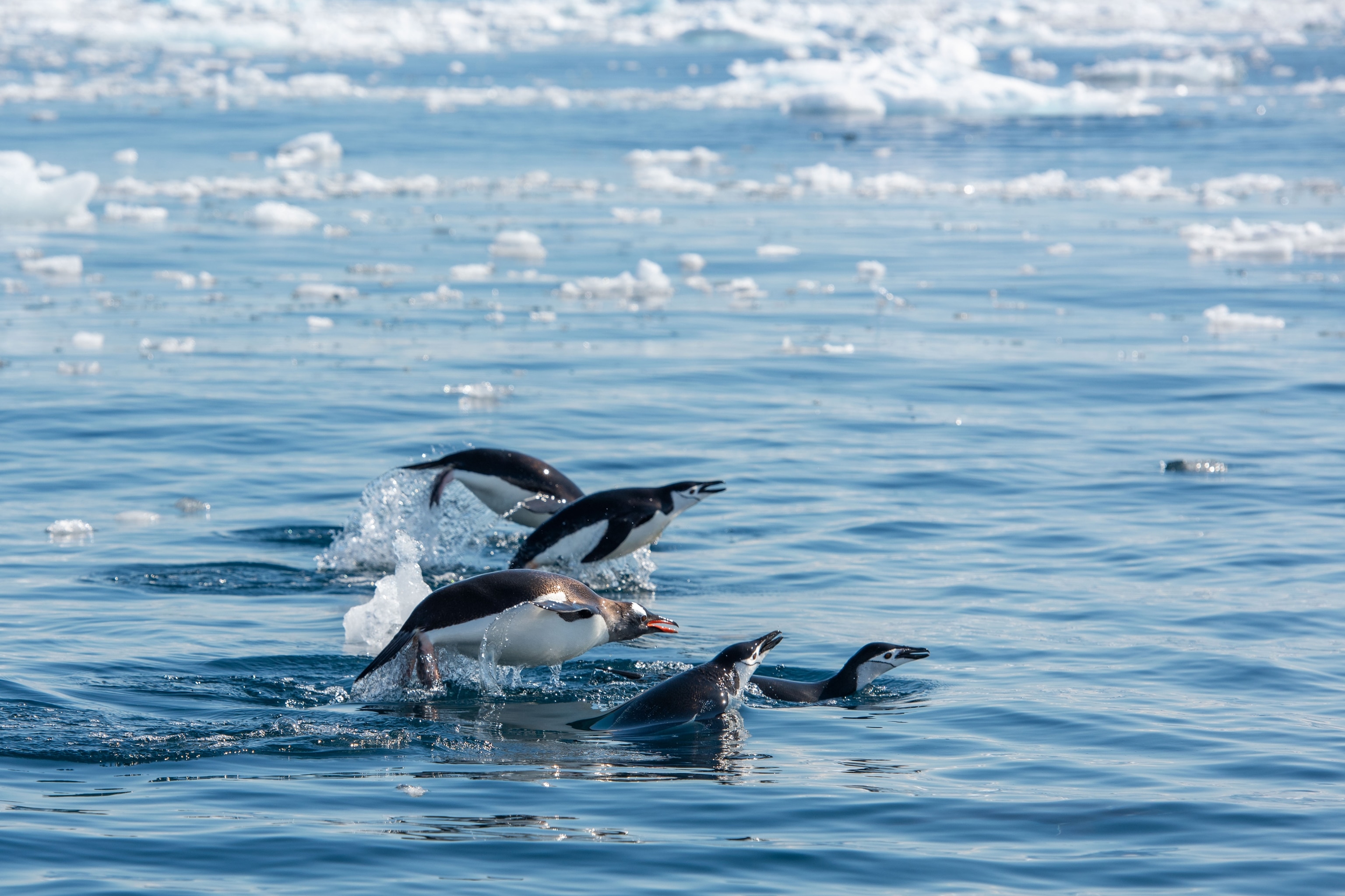 Gentoo and Chinstrap Penguins