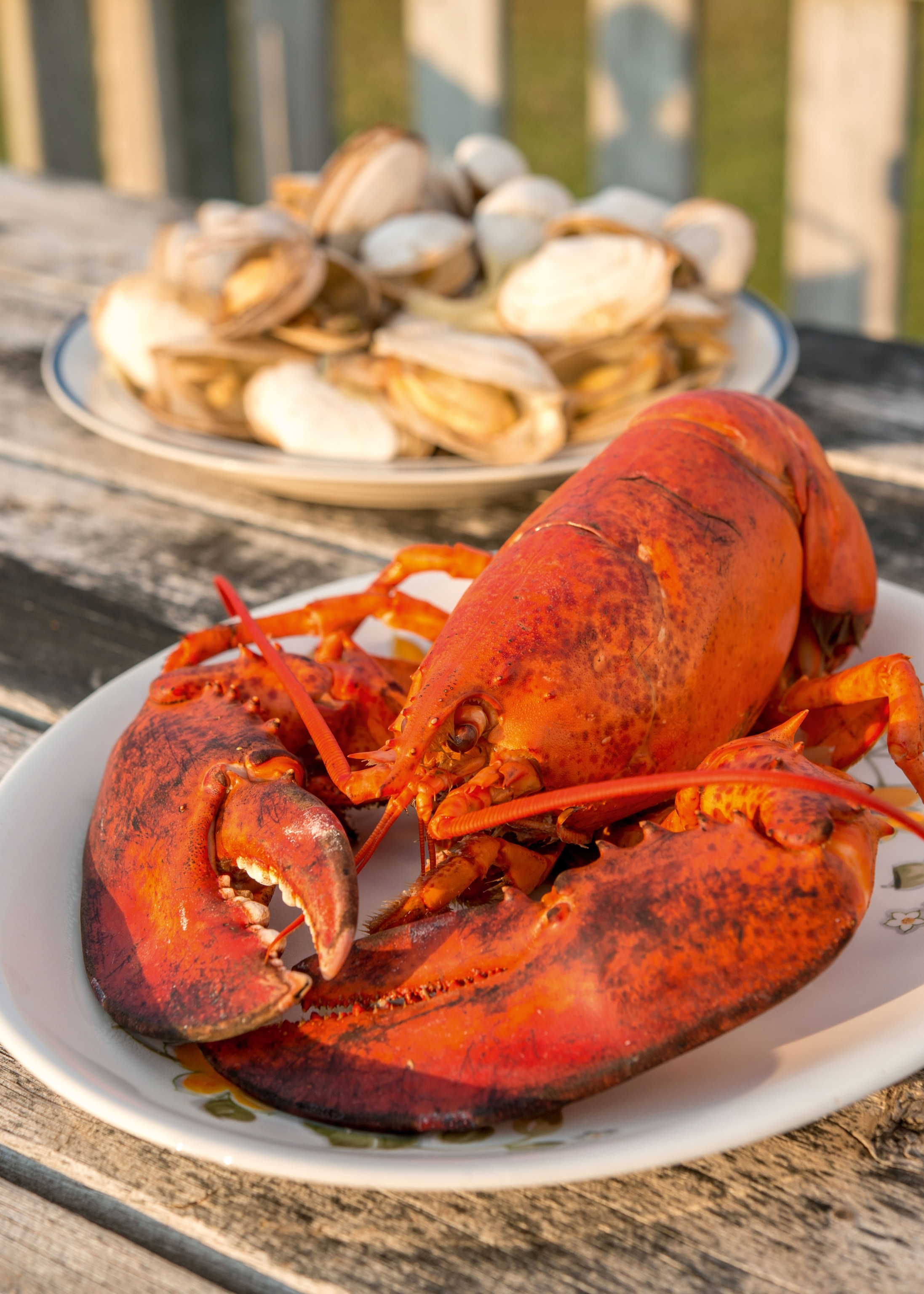 Lobster pictured on rustic weather beaten outdoor table.