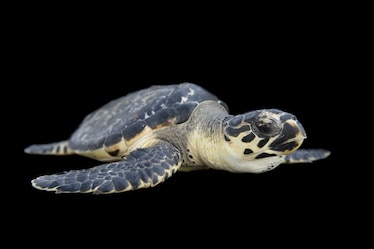 a hawksbill sea turtle