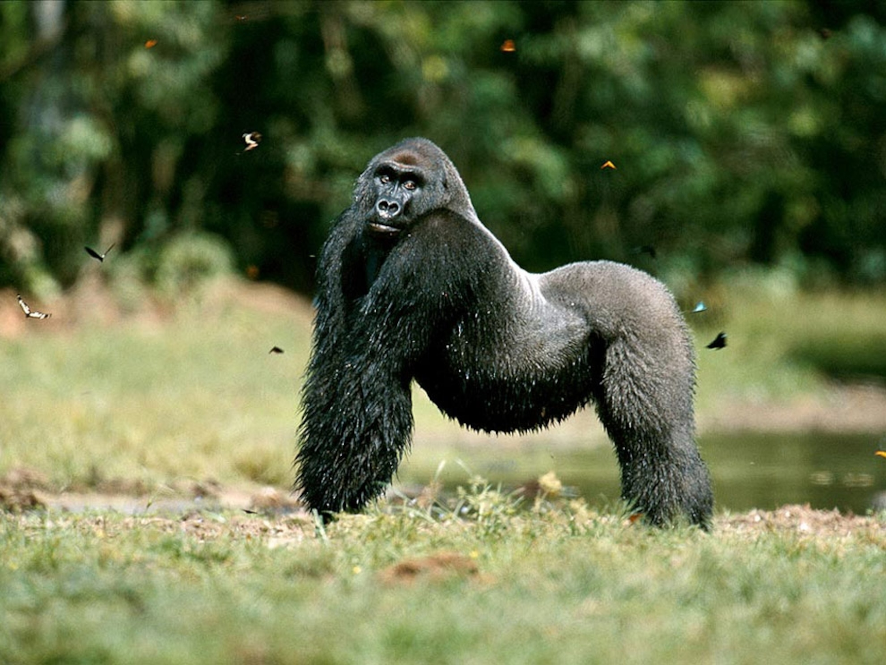 A silverback western lowland gorilla strikes a pose