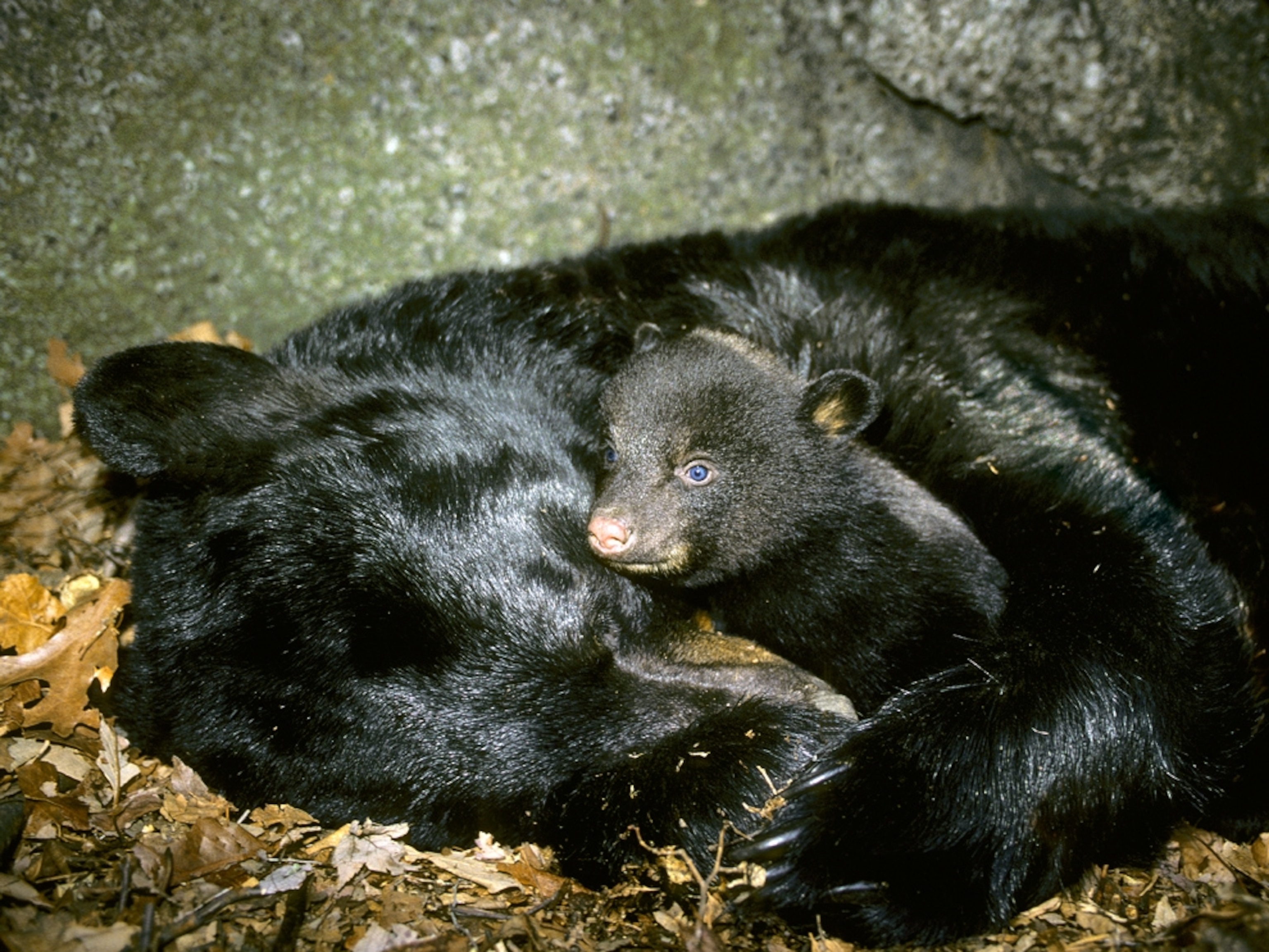A three-month-old black bear cub along with its hibernating mother.