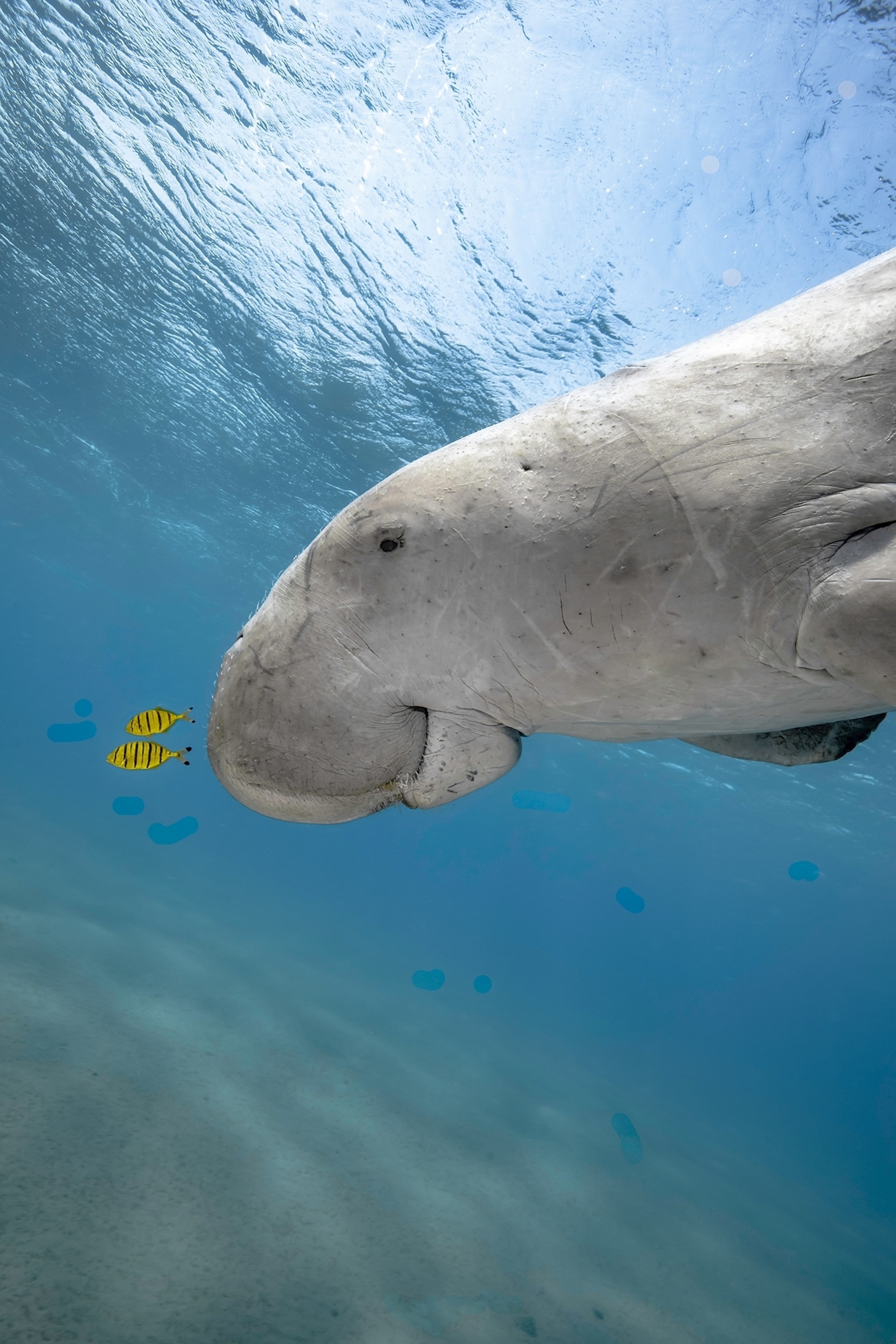 a dugong