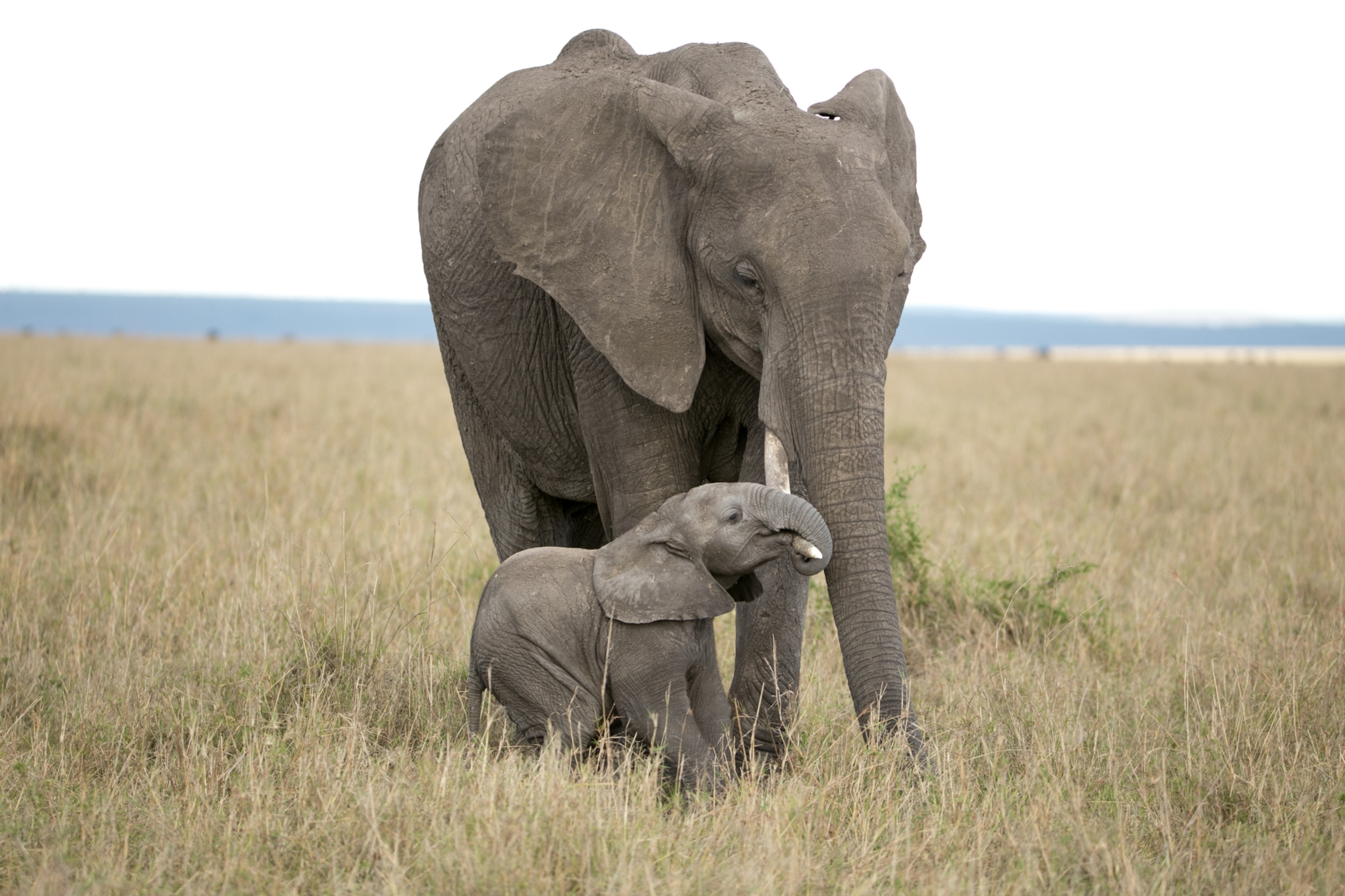 A newborn elephant looking up at its mother