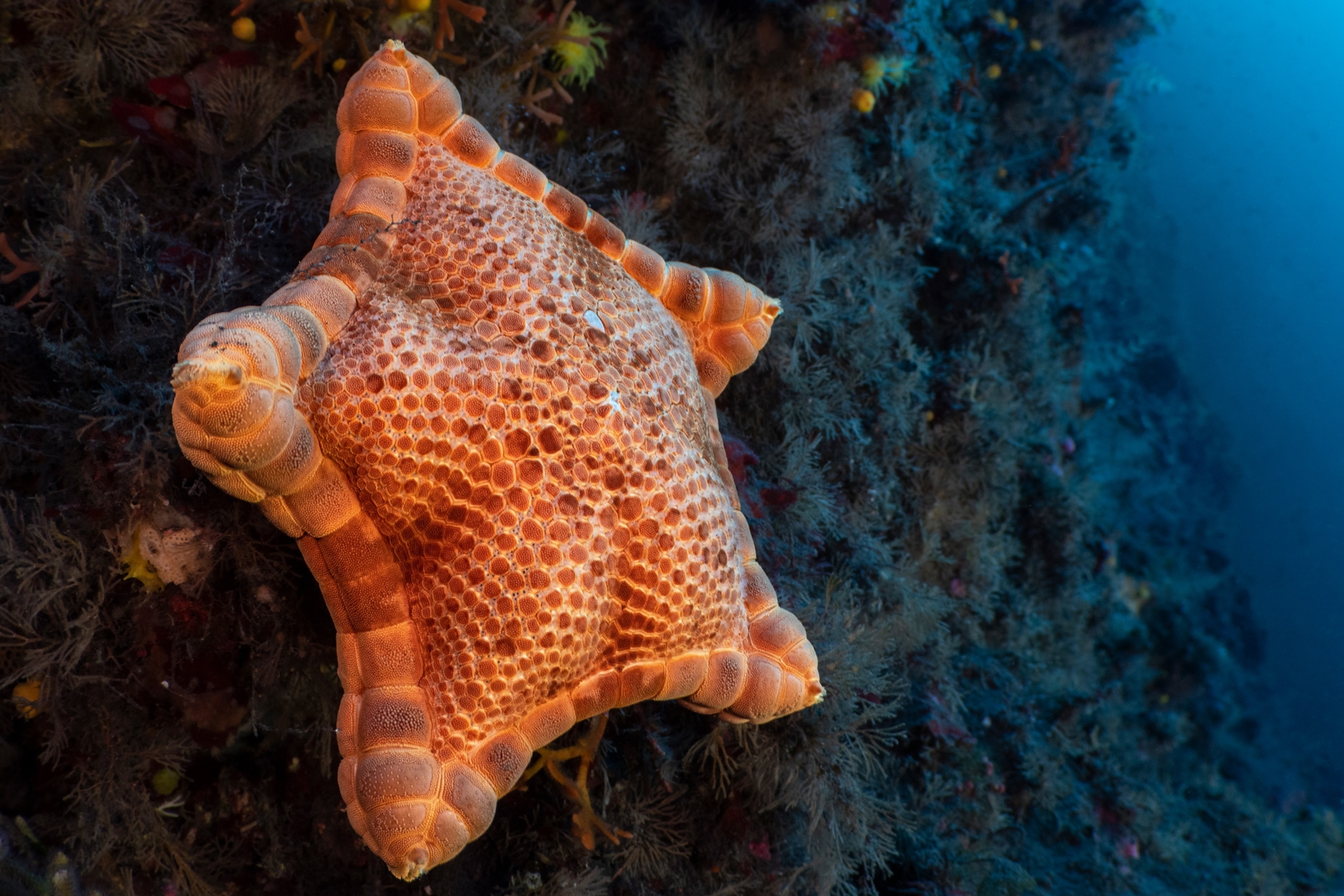 Orange starfish.