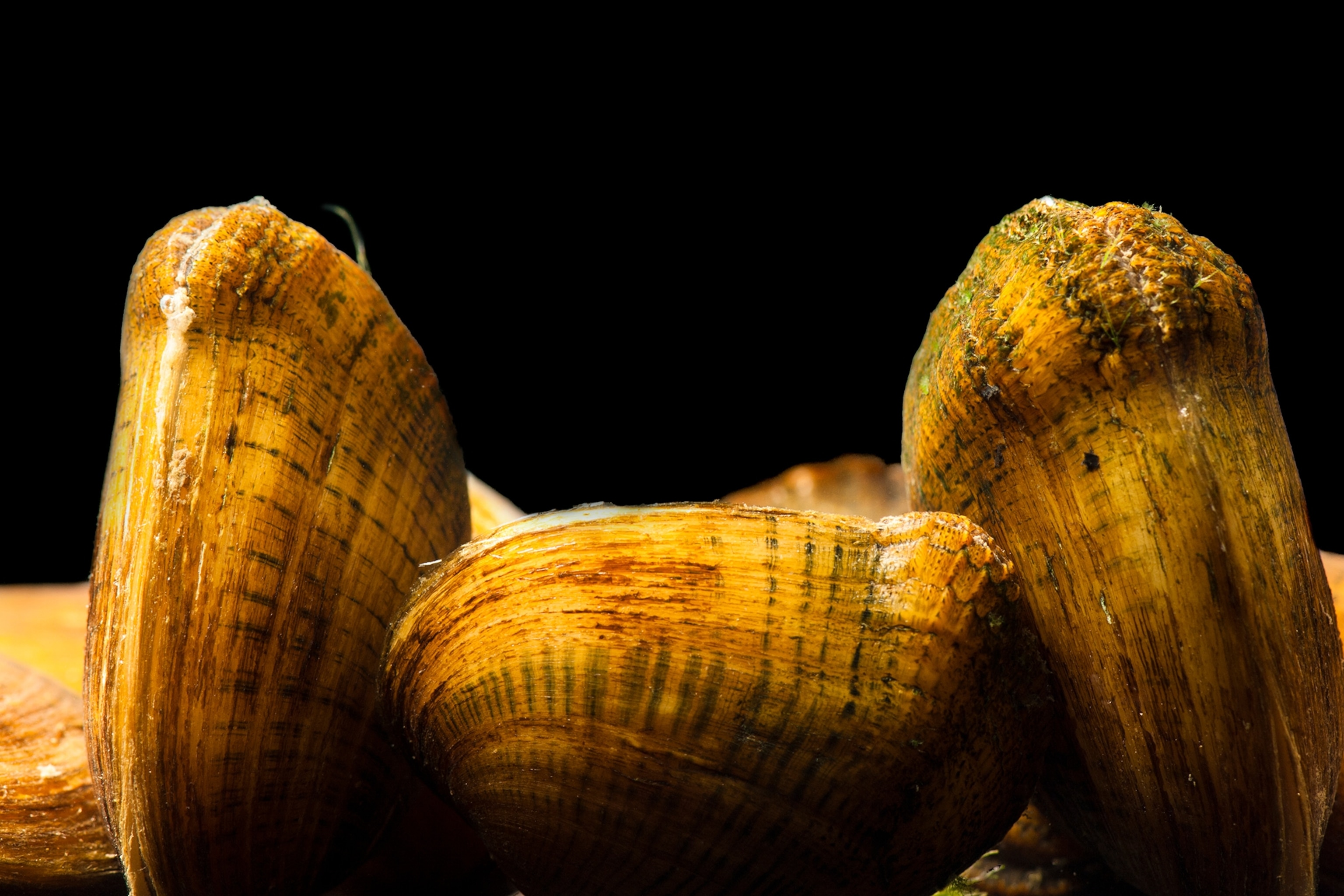 a mussel
