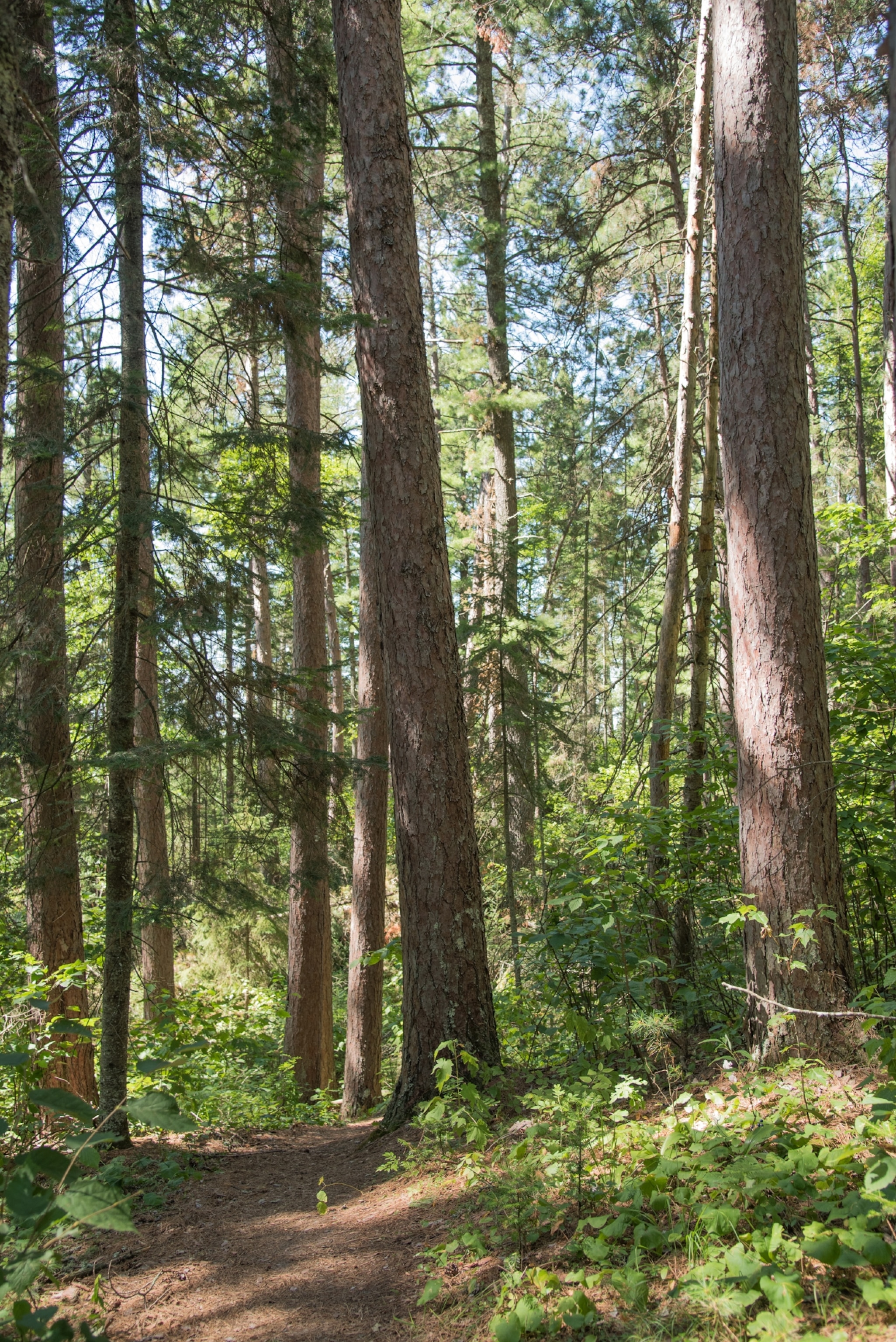 Trunks of 350 year old trees