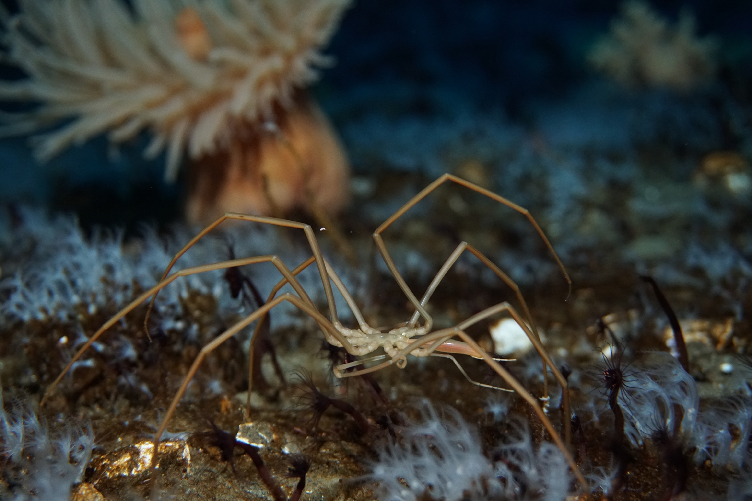 sea spider