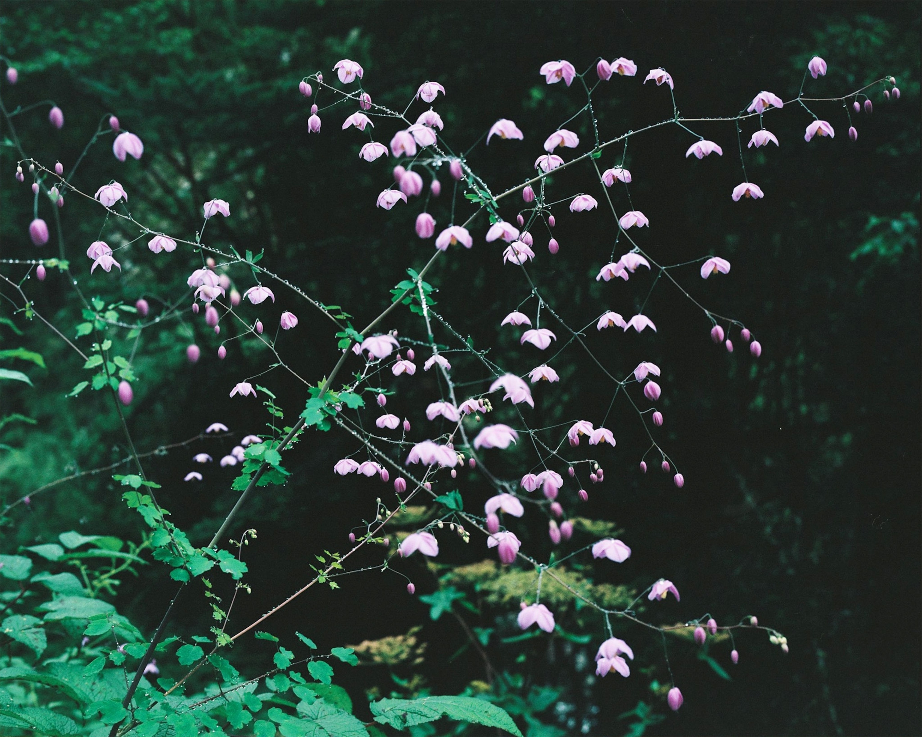 a plant in the mountains of Bhutan