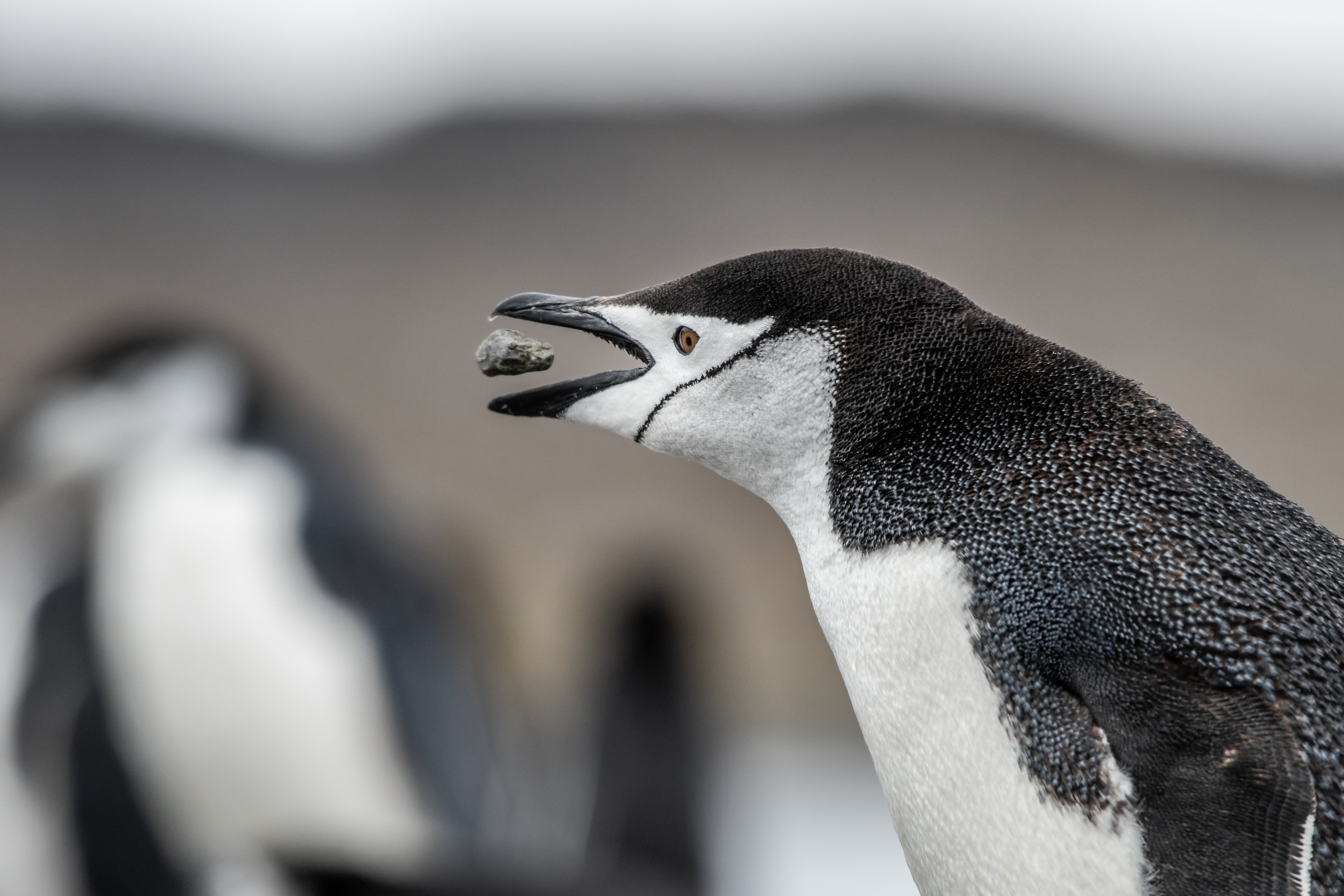 Chinstrap Penguin