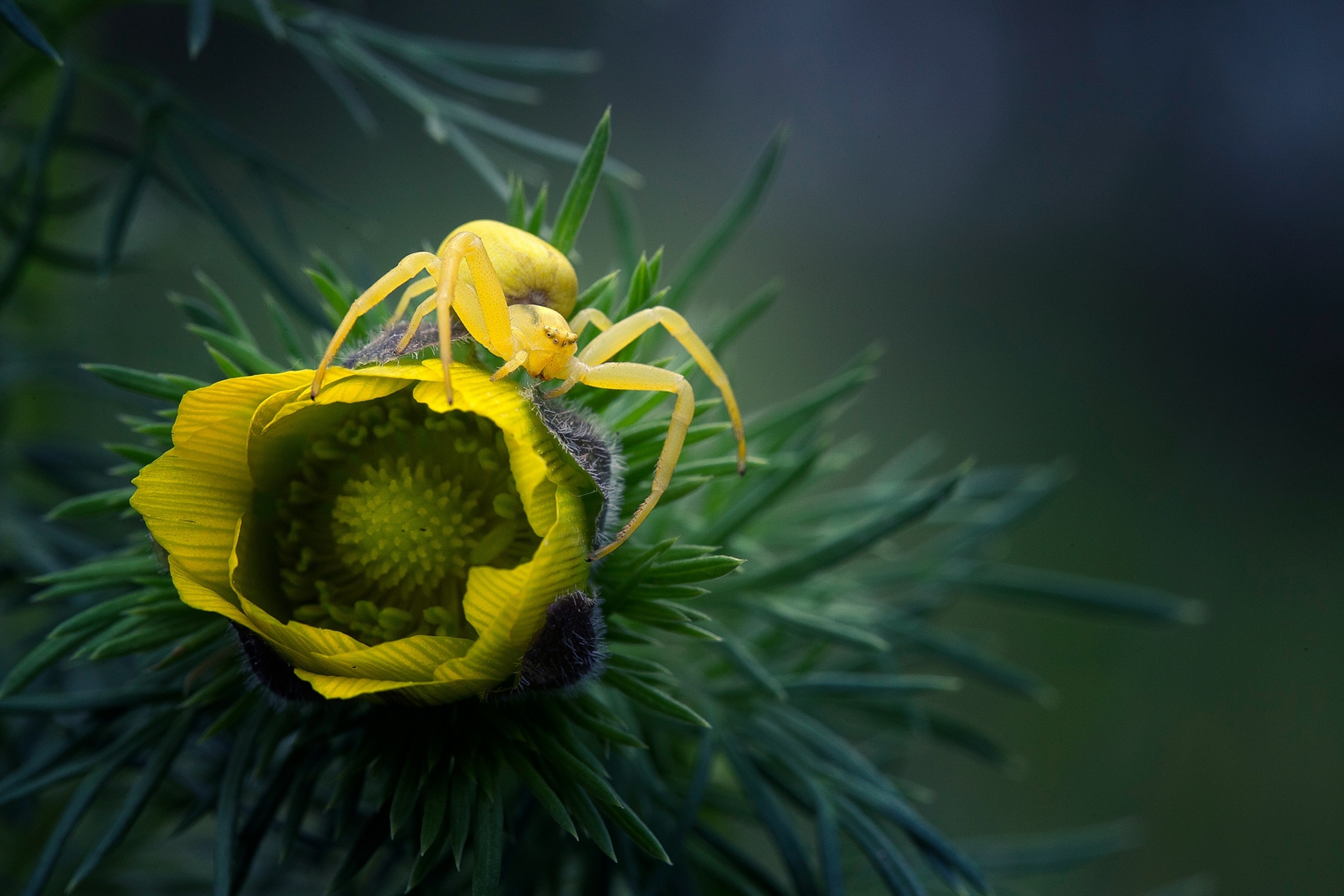A little yellow crab on yellow flower.