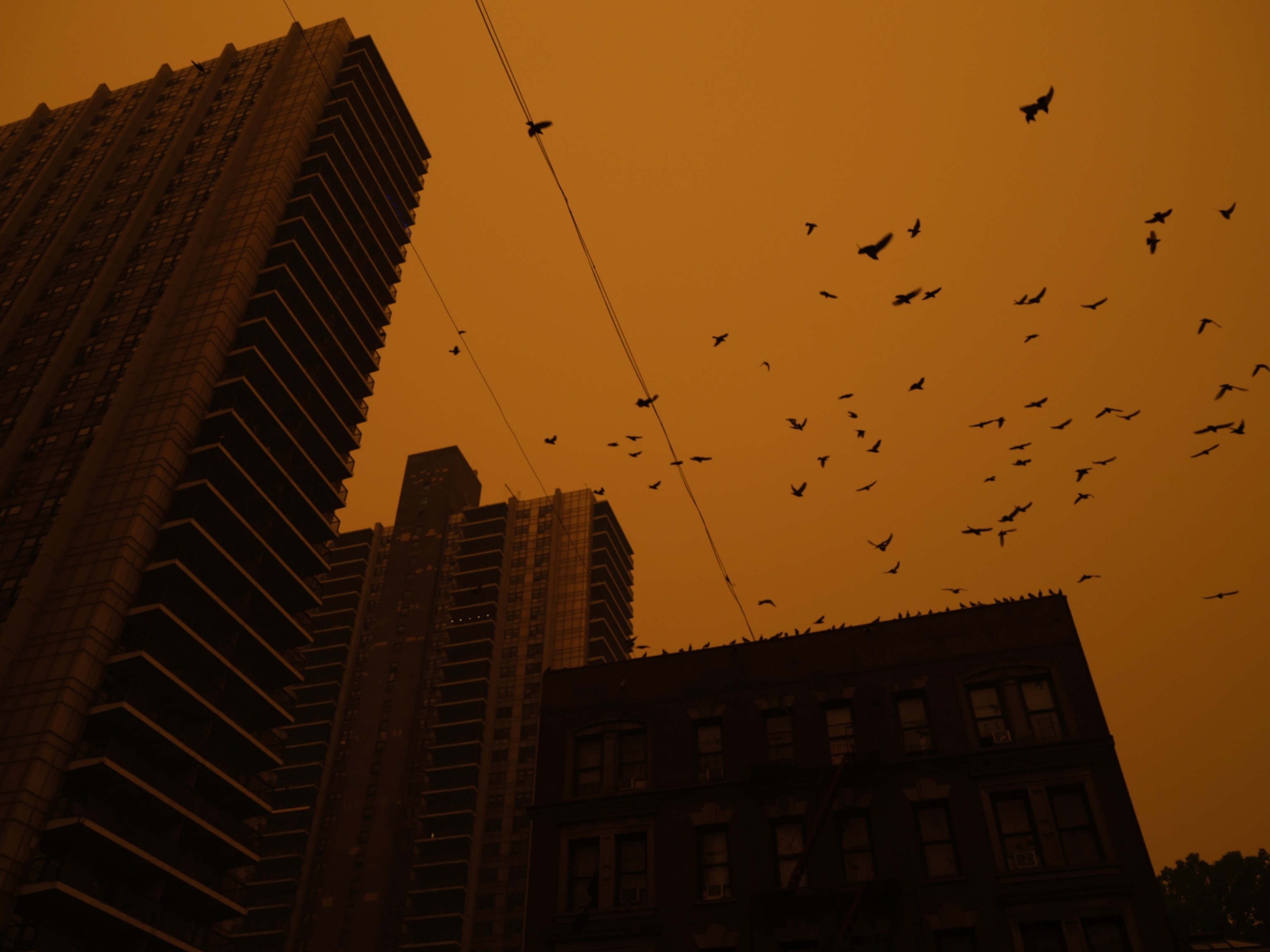 Pigeons are seen perched and flying in New York City, against an orange, smoke-filled sky.