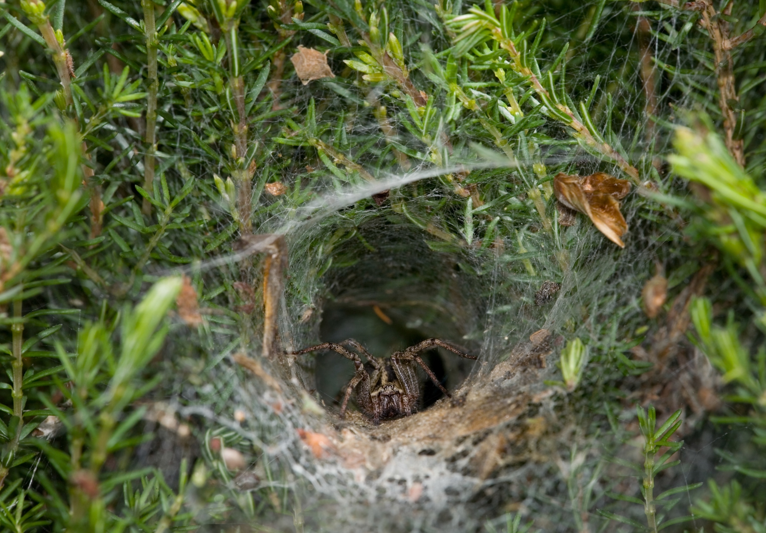 a spider emerging from its tunnel web