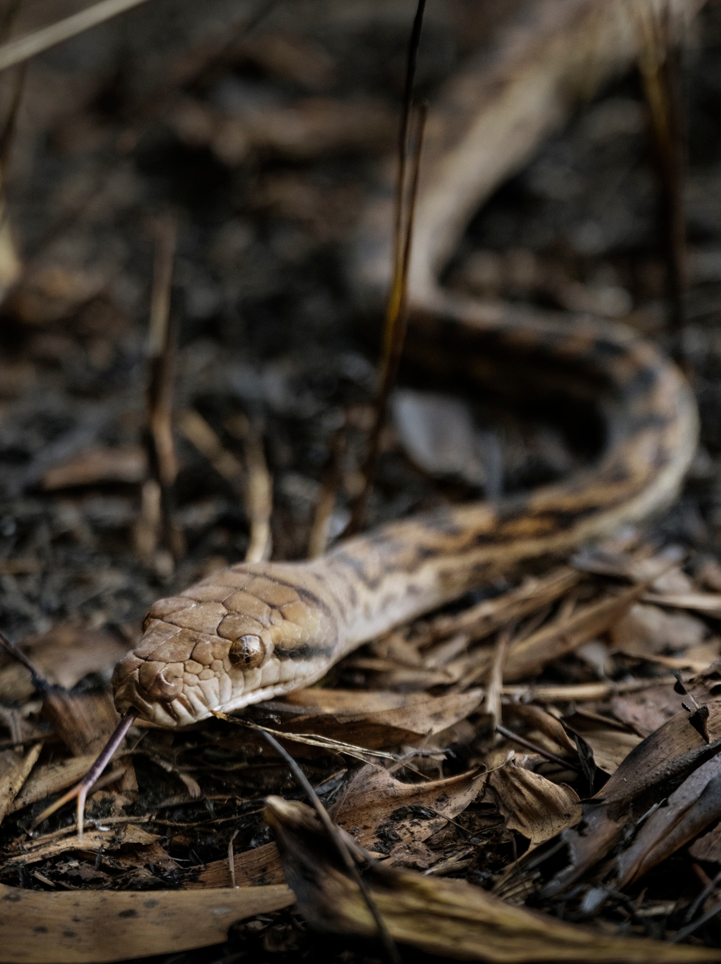 A close up of a carpet python with its tongue out on the forest ground