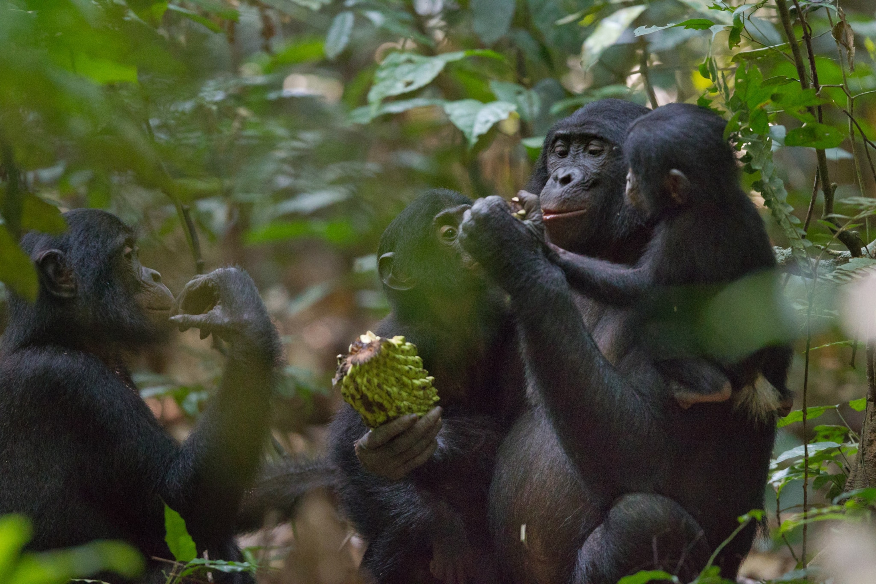 A bonobo shares a junglesop fruit with her son and another youngster.