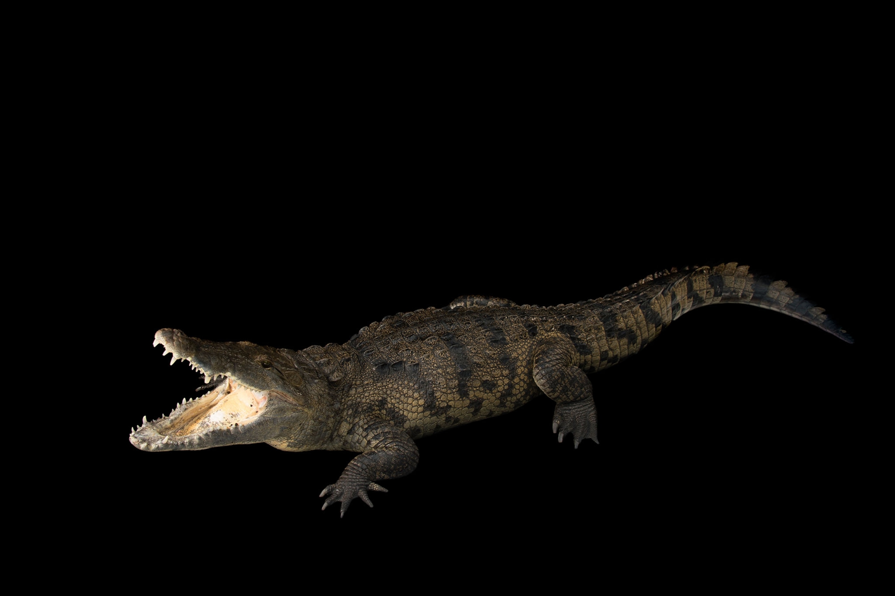a morelet's crocodile