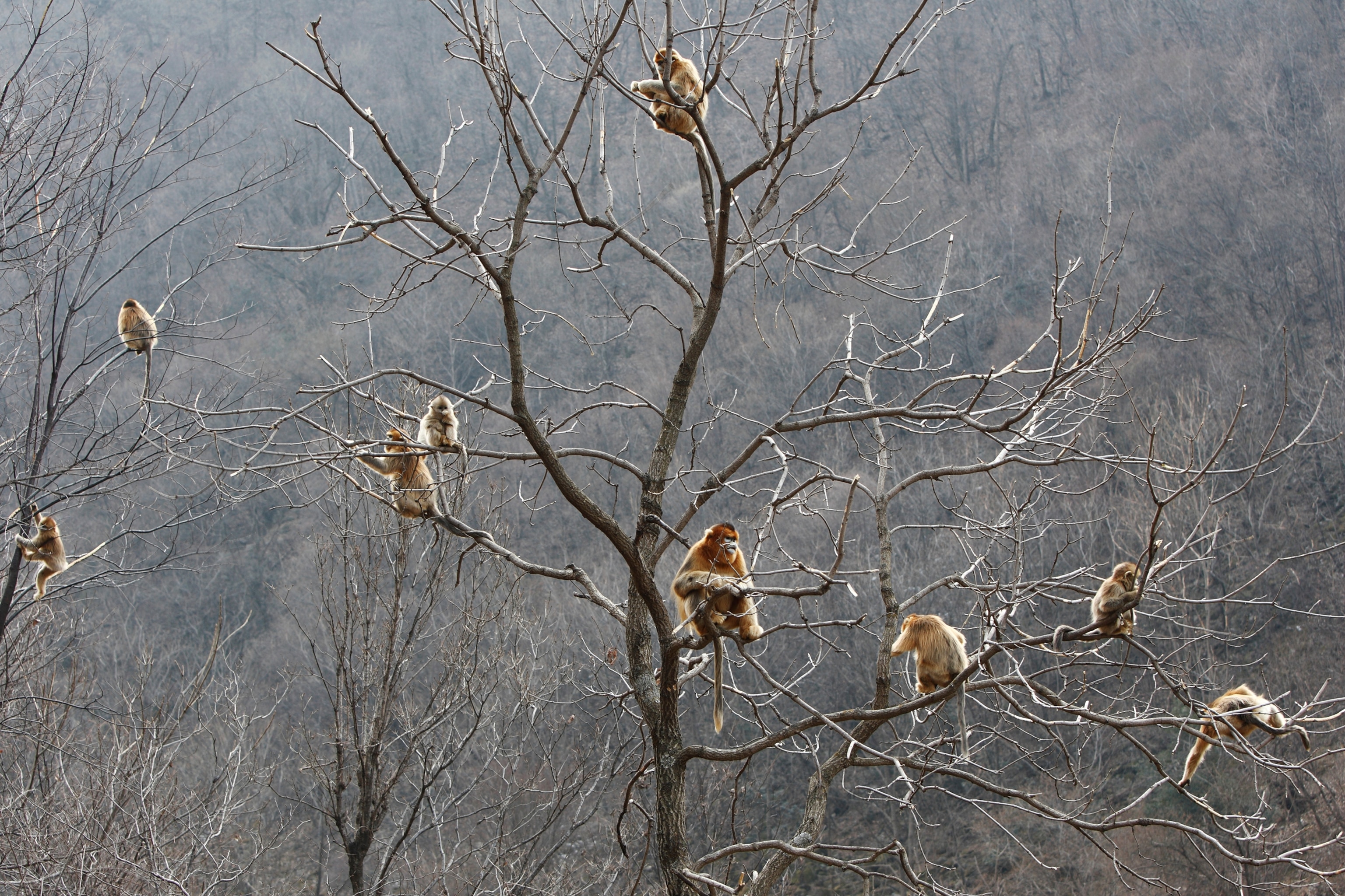 Foraging