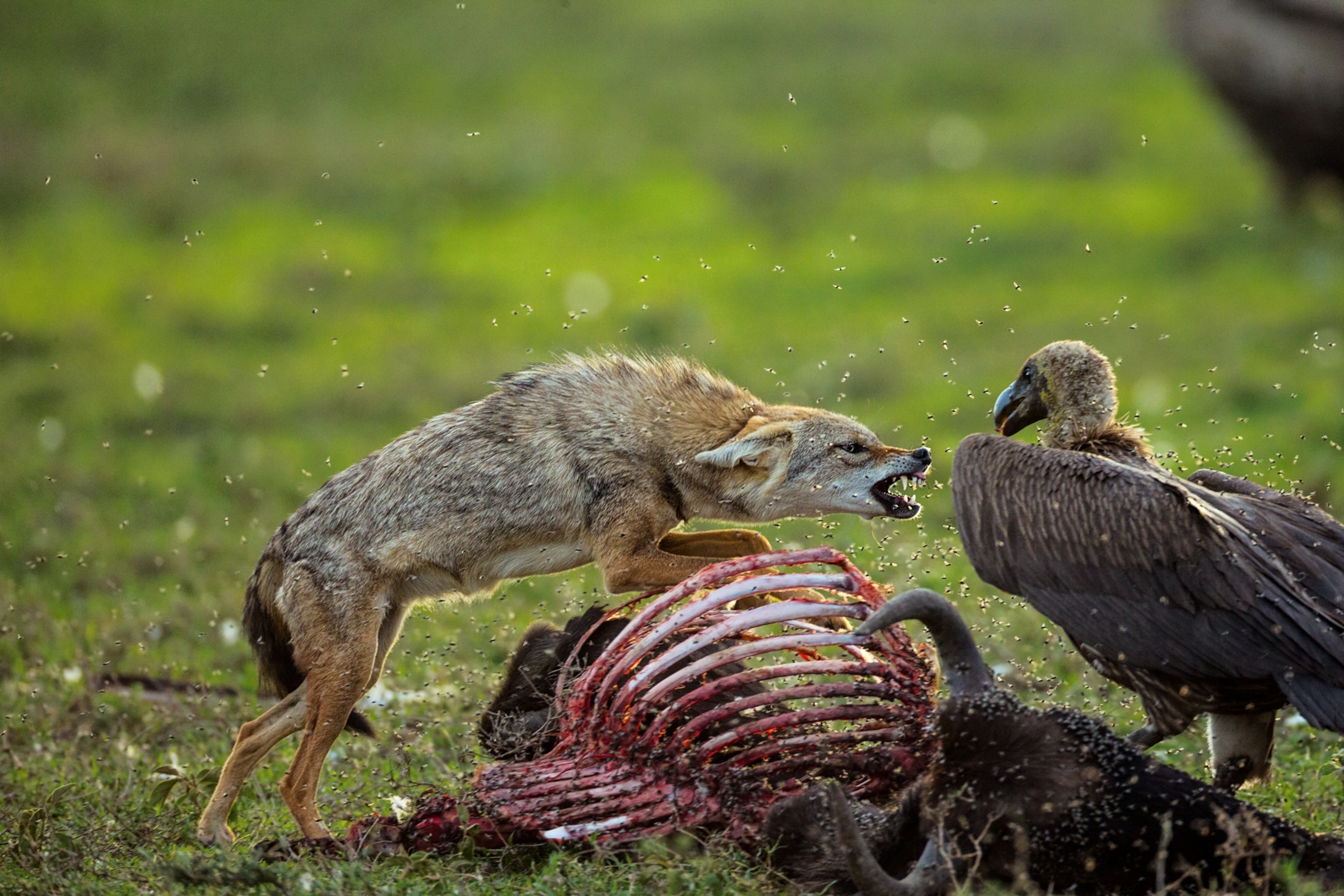 a golden jackal and vulture