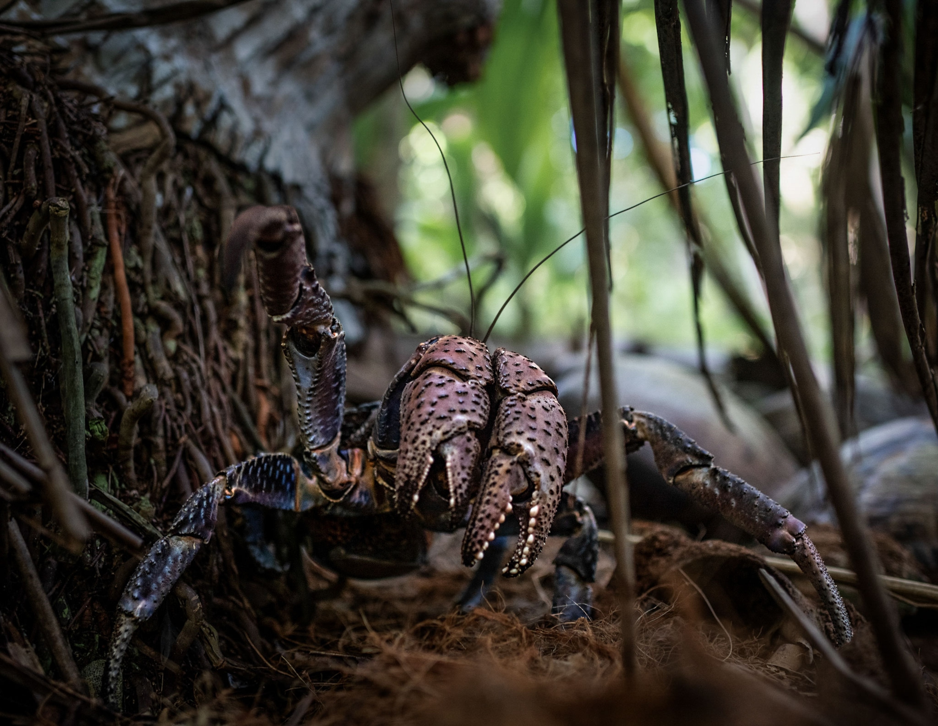 crabs searching for Amelia Earhart's plane