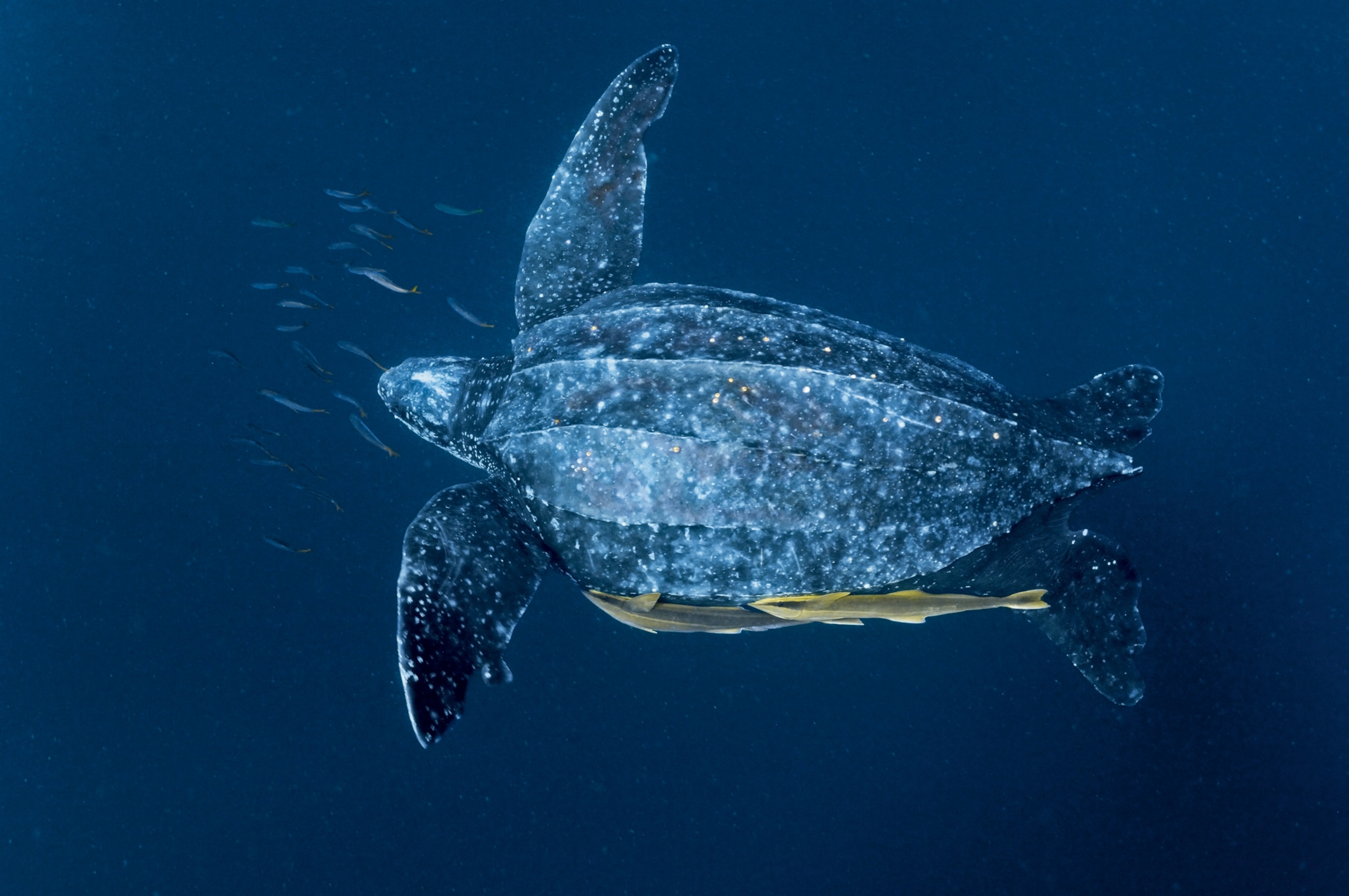 a bathtub-size female gliding through warm shallows near Indonesia's Kai Islands