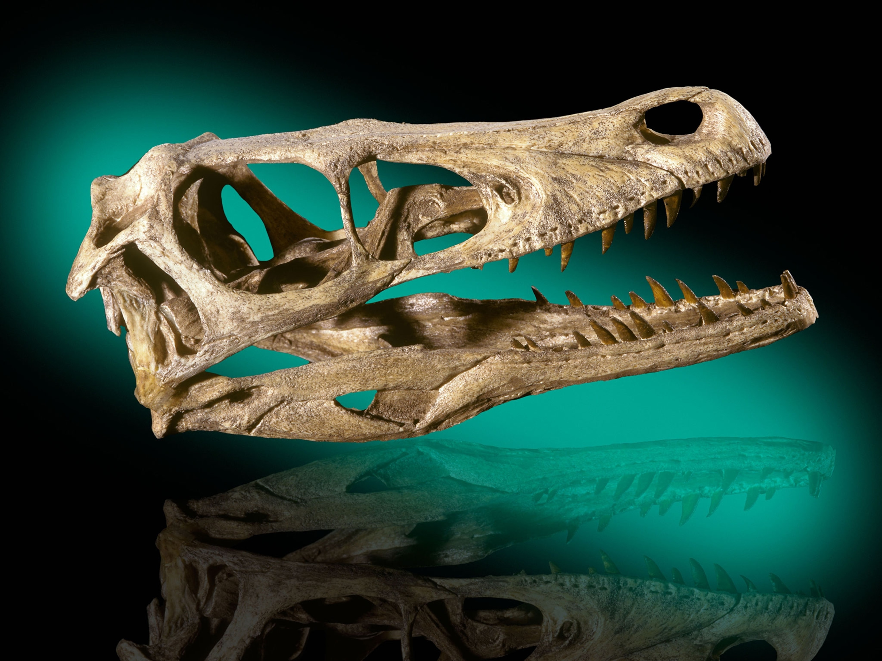 Velociraptor mongoliensis Dinosaur Fossil Cretaceous Mongolia.