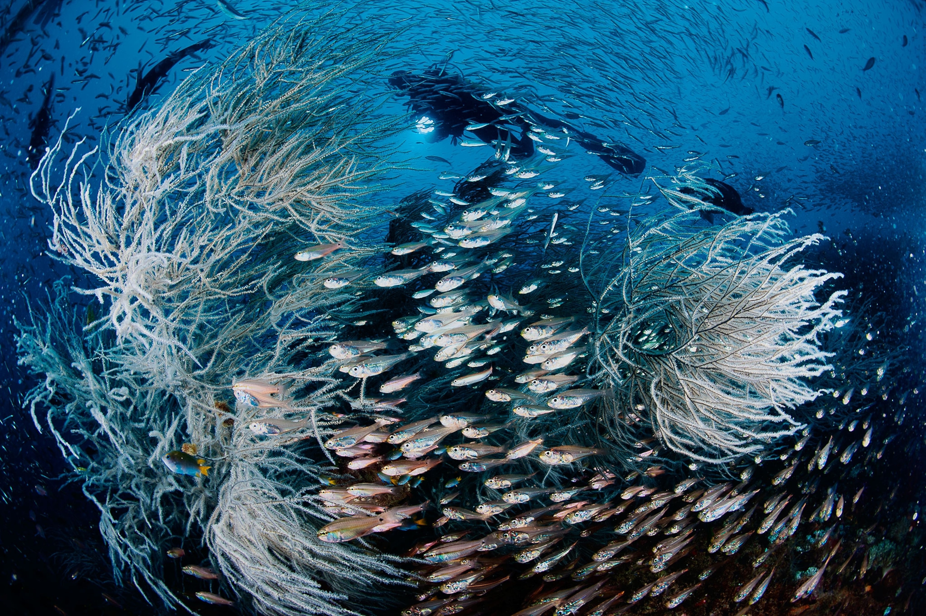Great Barrier Reef