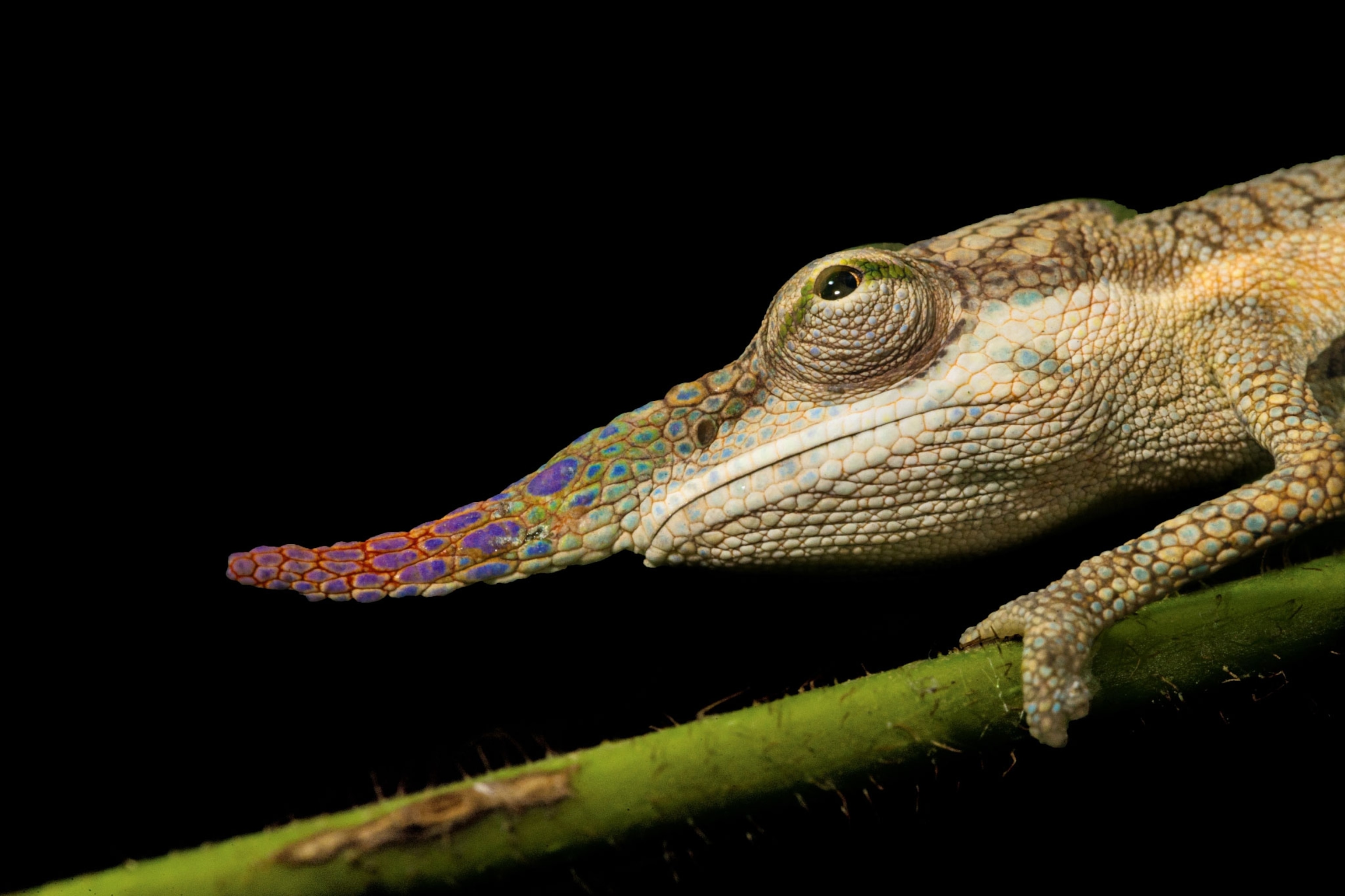 chameleon
