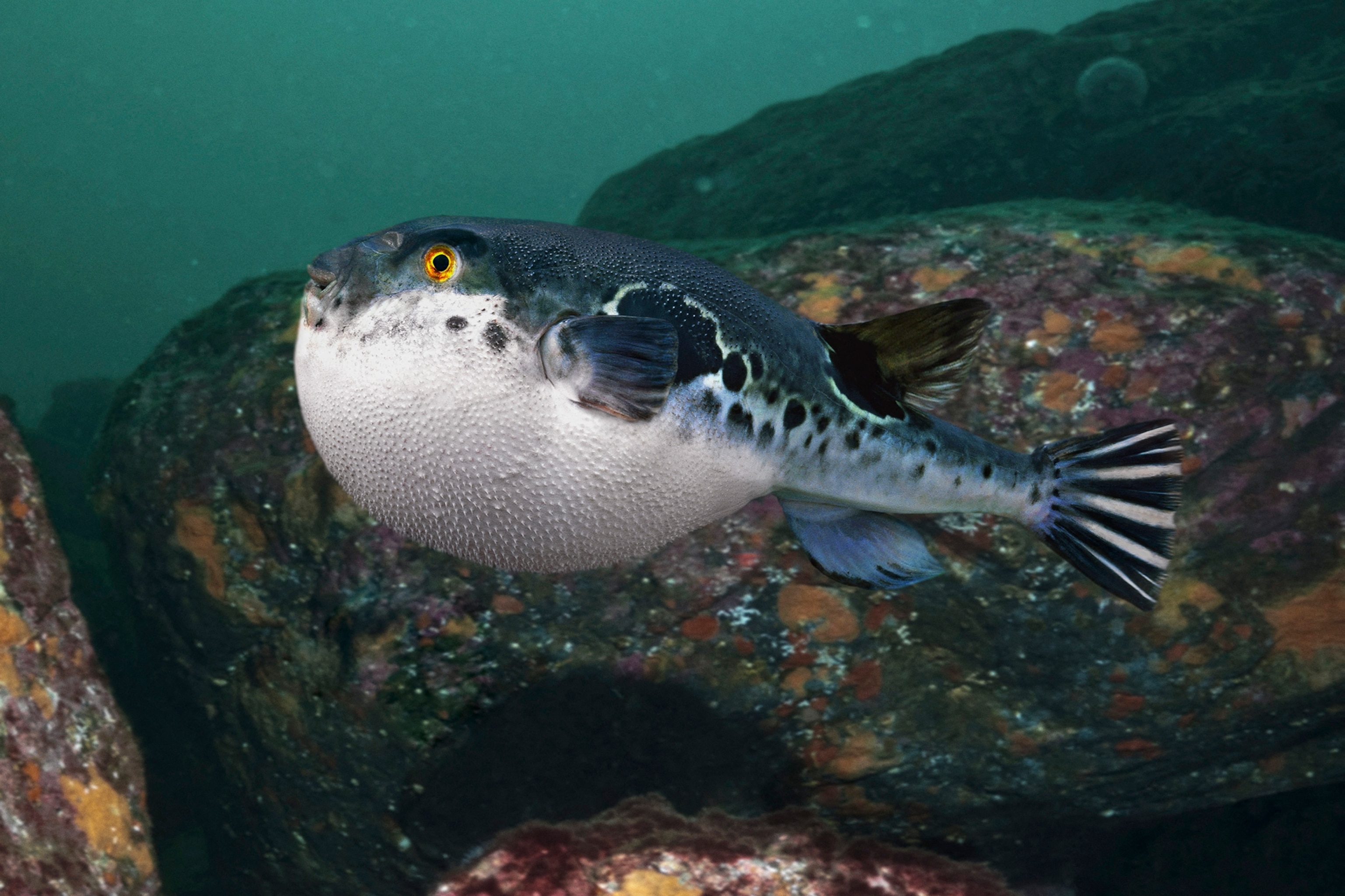 an inflated pufferfish