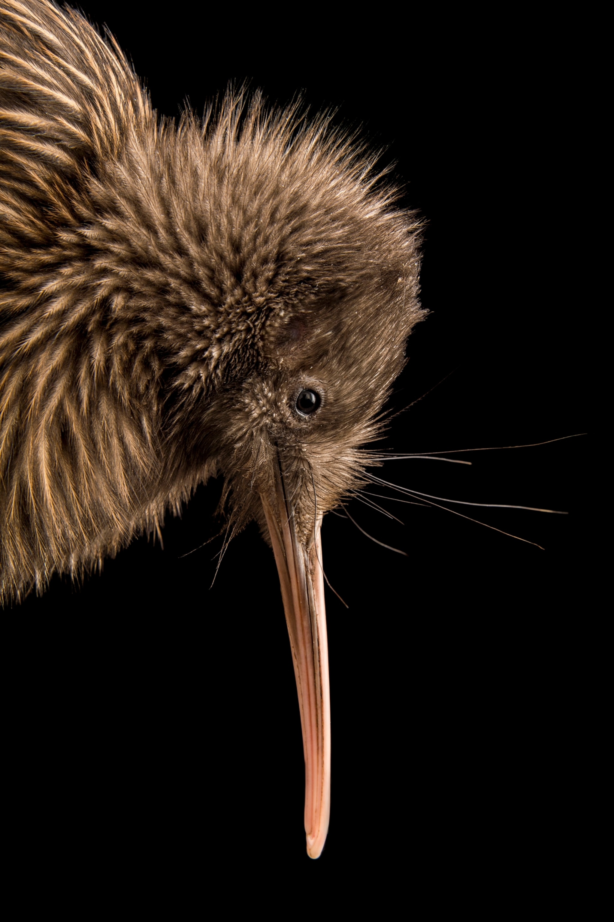 a bird