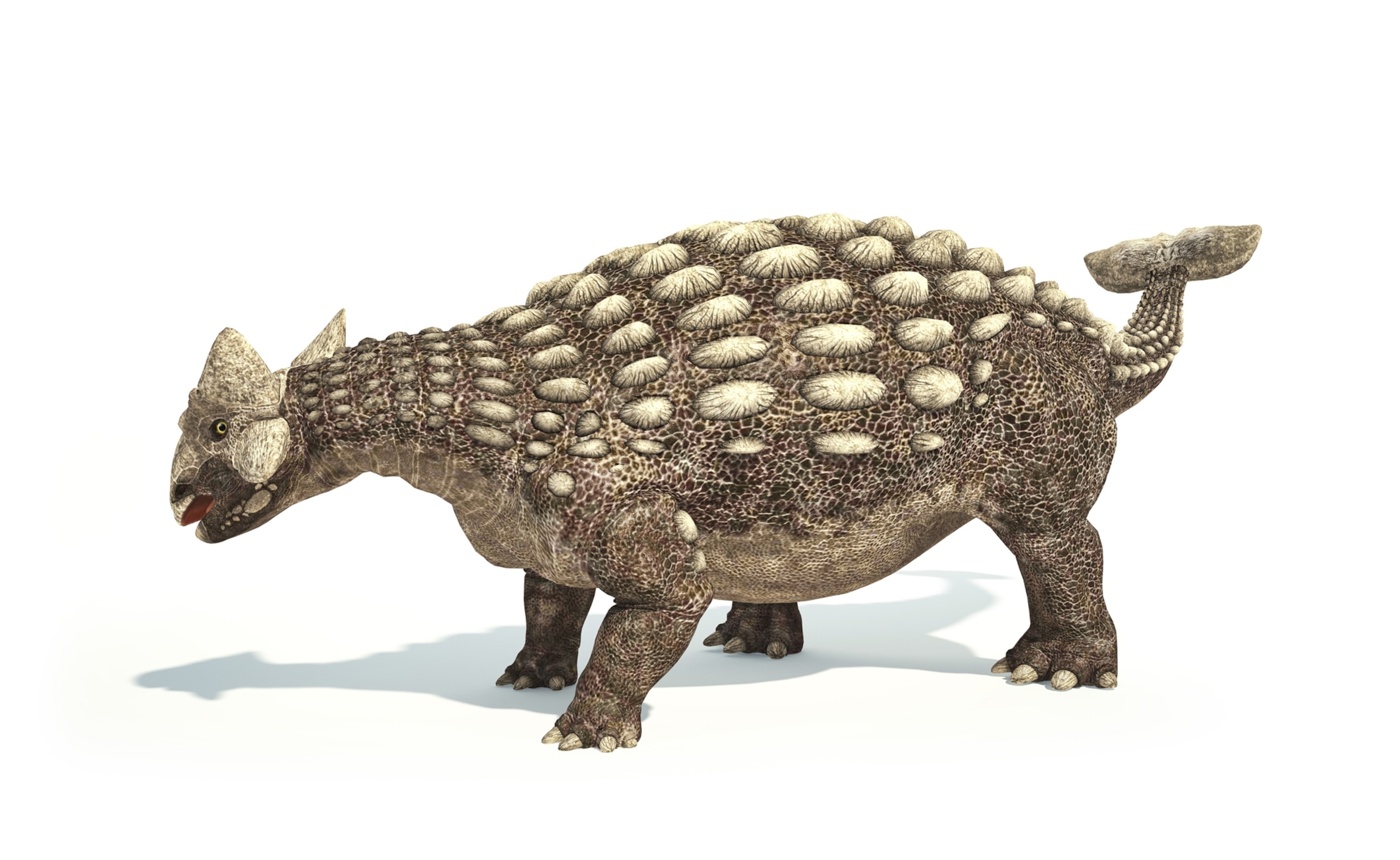 Ankylosaurus magniventris