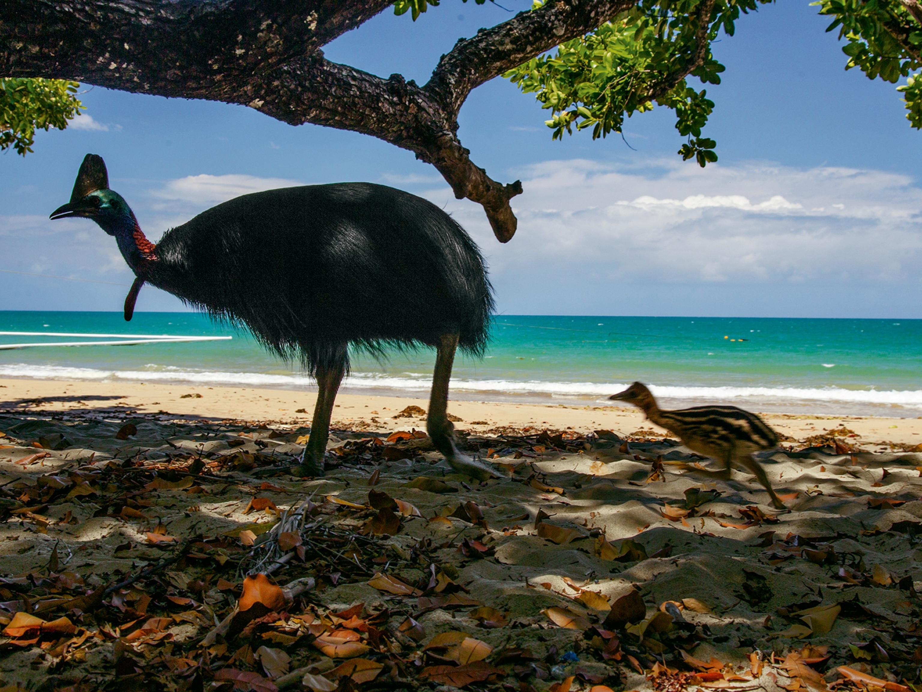 a cassowary chick rushing to keep up with its father on an Australian beach