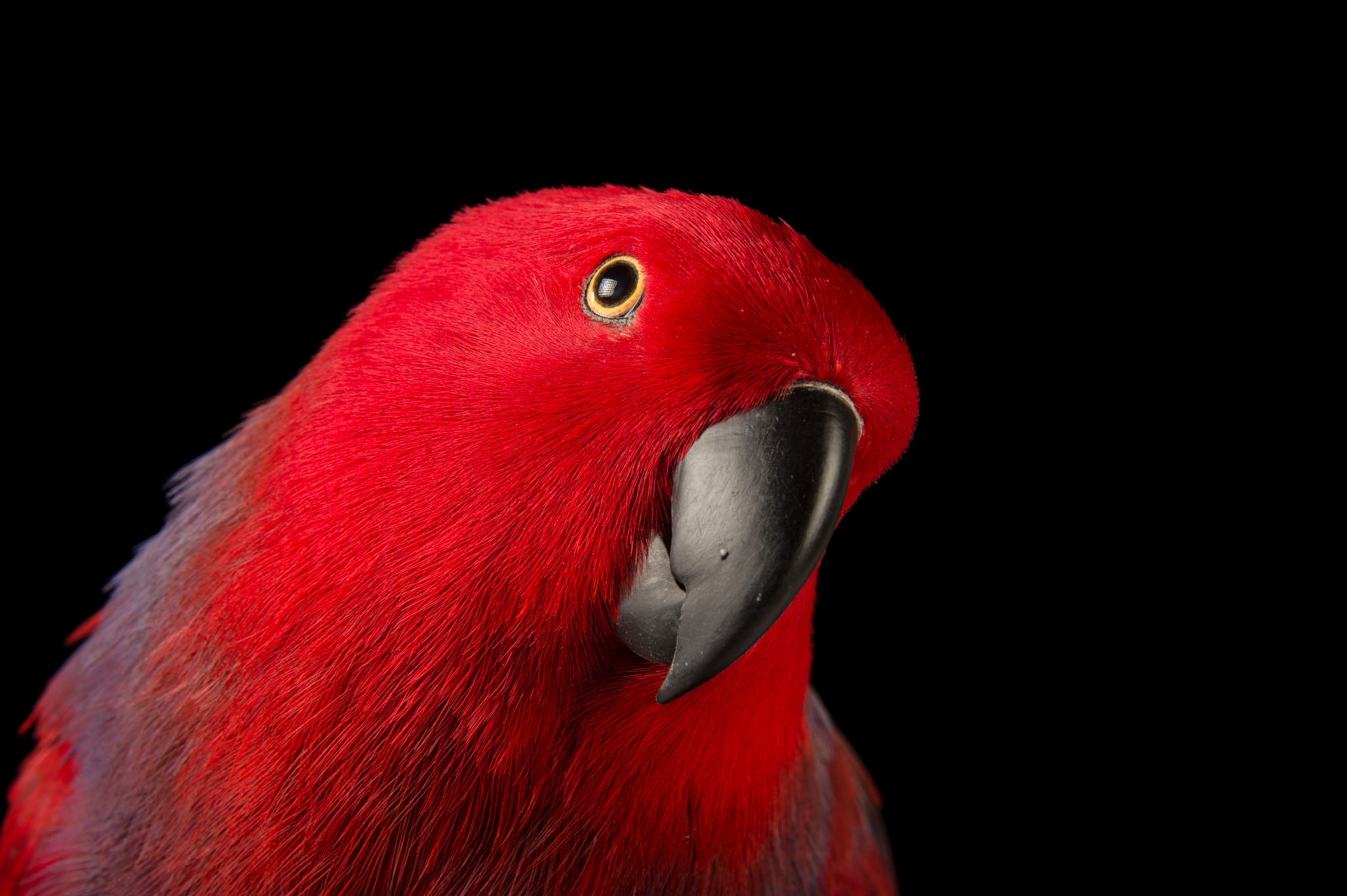 a red parrot staring directly into the camera on a black background