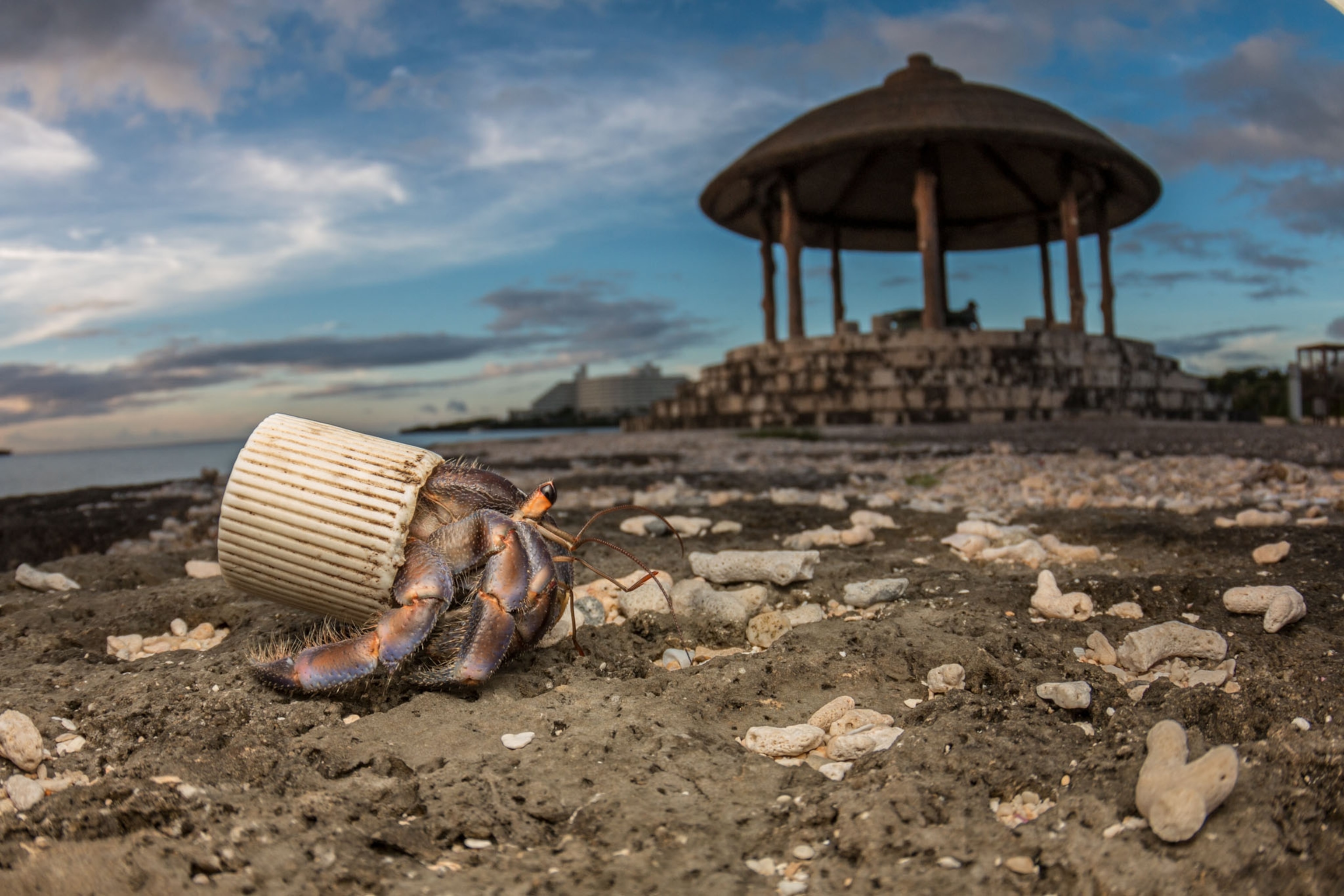 a hermit crab walking on a shore line as a plastic cap protects its abdomen